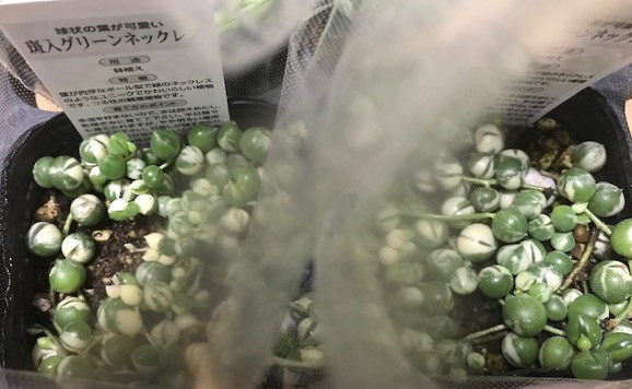 税込 限定レア品種 多肉植物種類 観葉植物 斑入りグリーンネックレス その他 Pathwaysfl Org