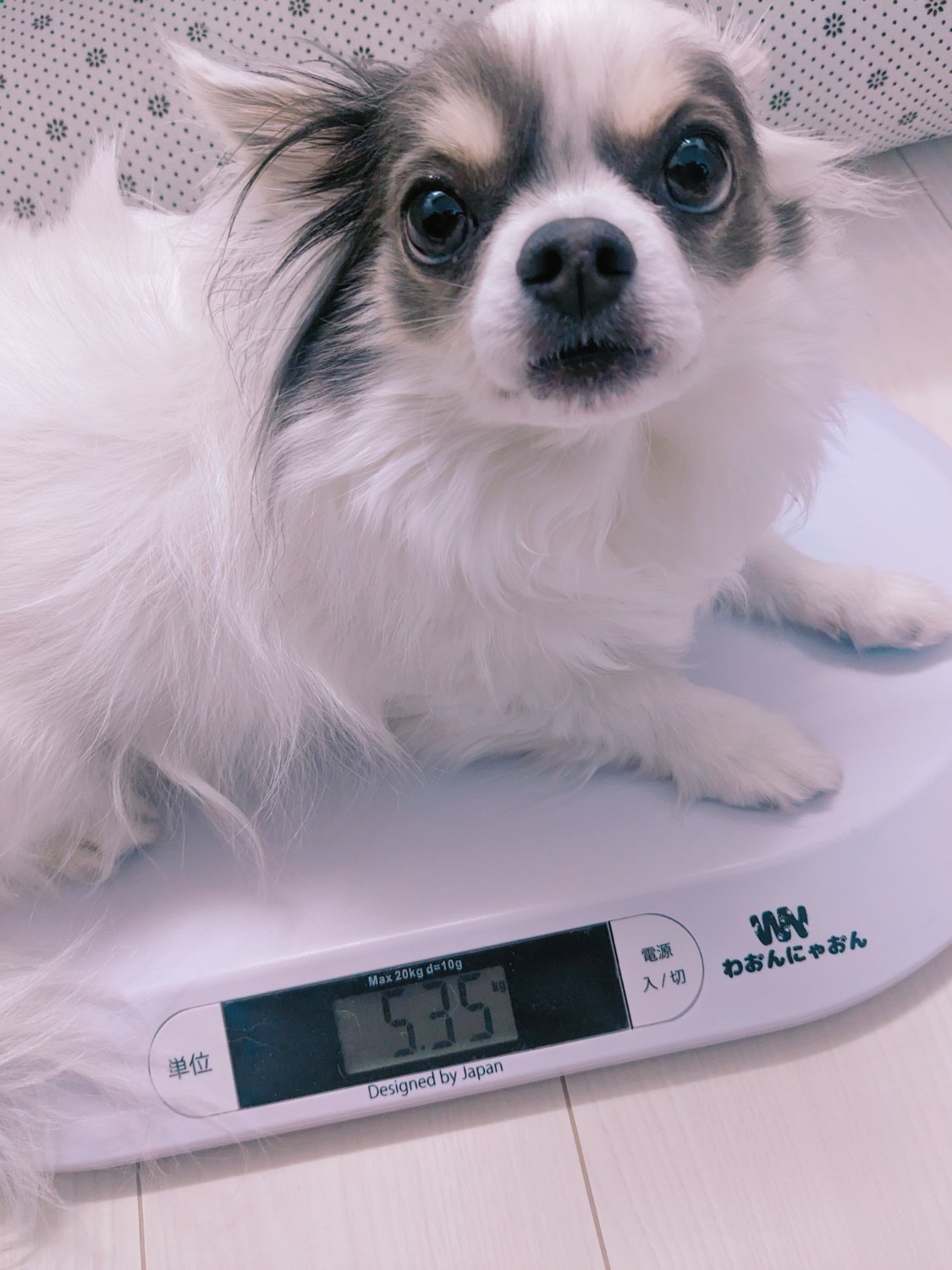 ＼雑誌掲載商品／ ペット体重計 わおんにゃおん 猫体重管理 レビュー画像5
