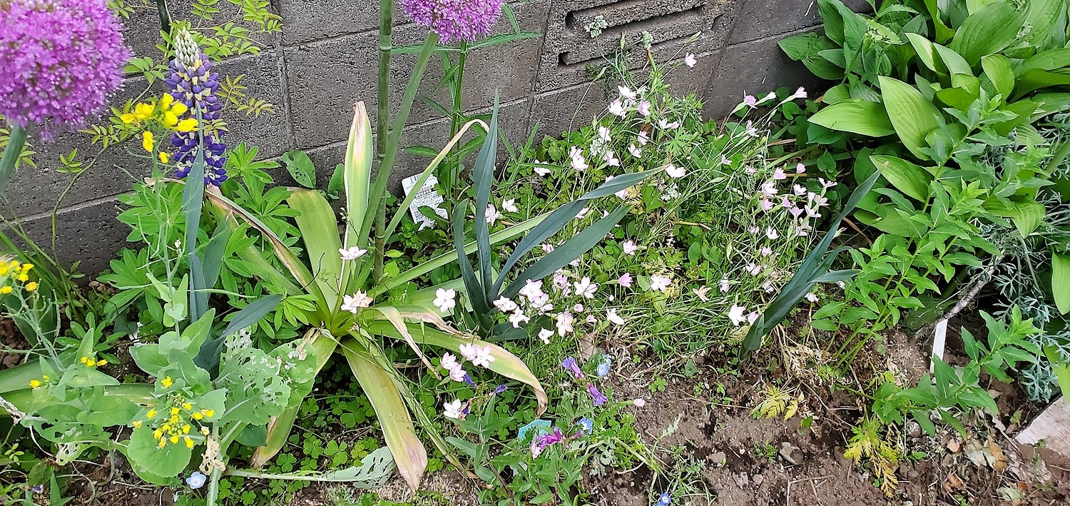 楽天市場 花苗 ビスカリア チェリーブロッサム 1鉢3号 お届け中 Biscaria 一年草 花苗 冬苗 冬苗 春苗 桃花 草丈中 イングリッシュガーデン 苗 鉢植え 庭植え ガーデニング 花壇 21aki ハッピーガーデン みんなのレビュー 口コミ