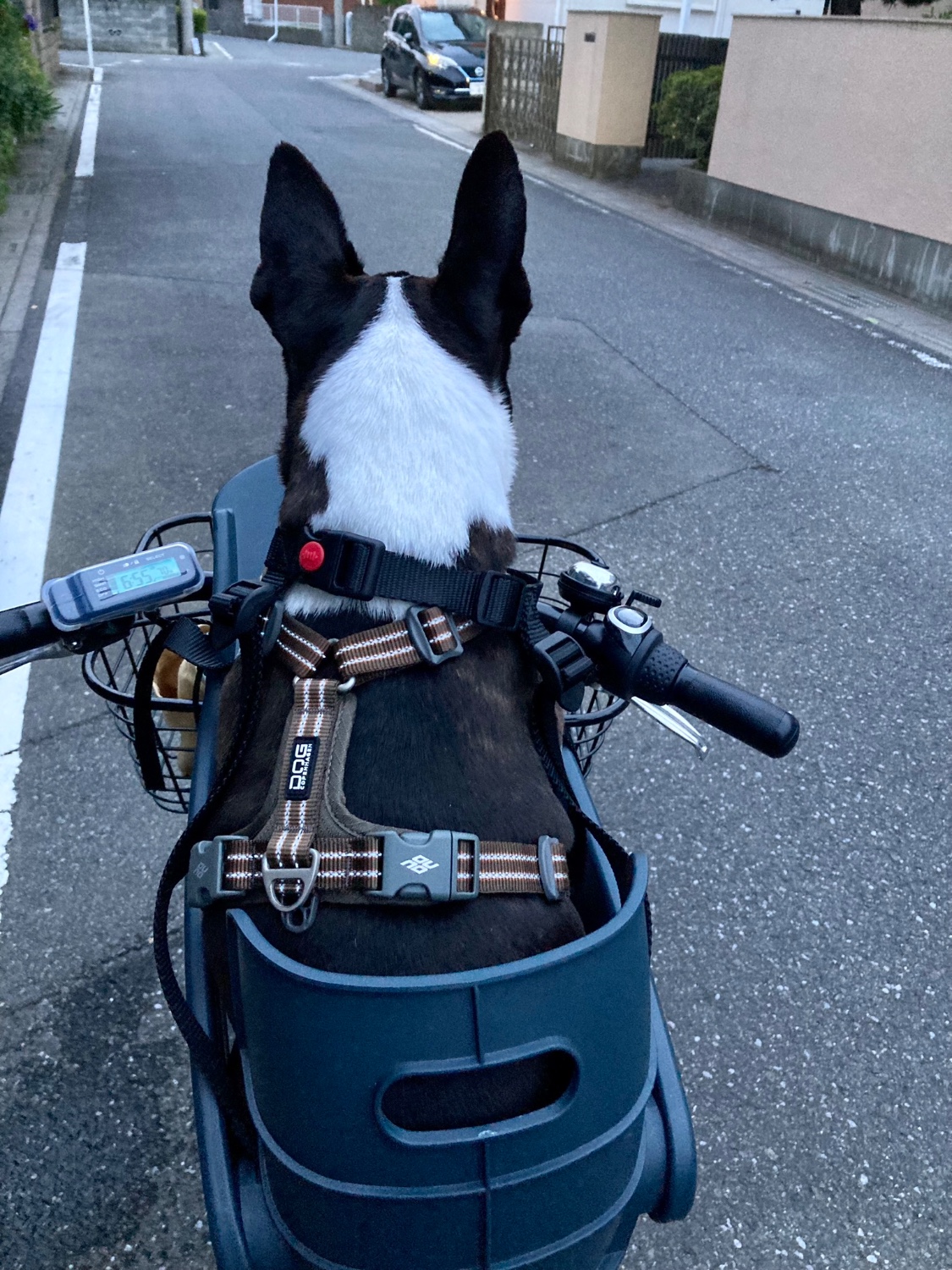 楽天市場】Buddyrider (バディーライダー) 自転車用ペットシート 楽天市場】Buddyrider (バディーライダー) 自転車用ペットシート