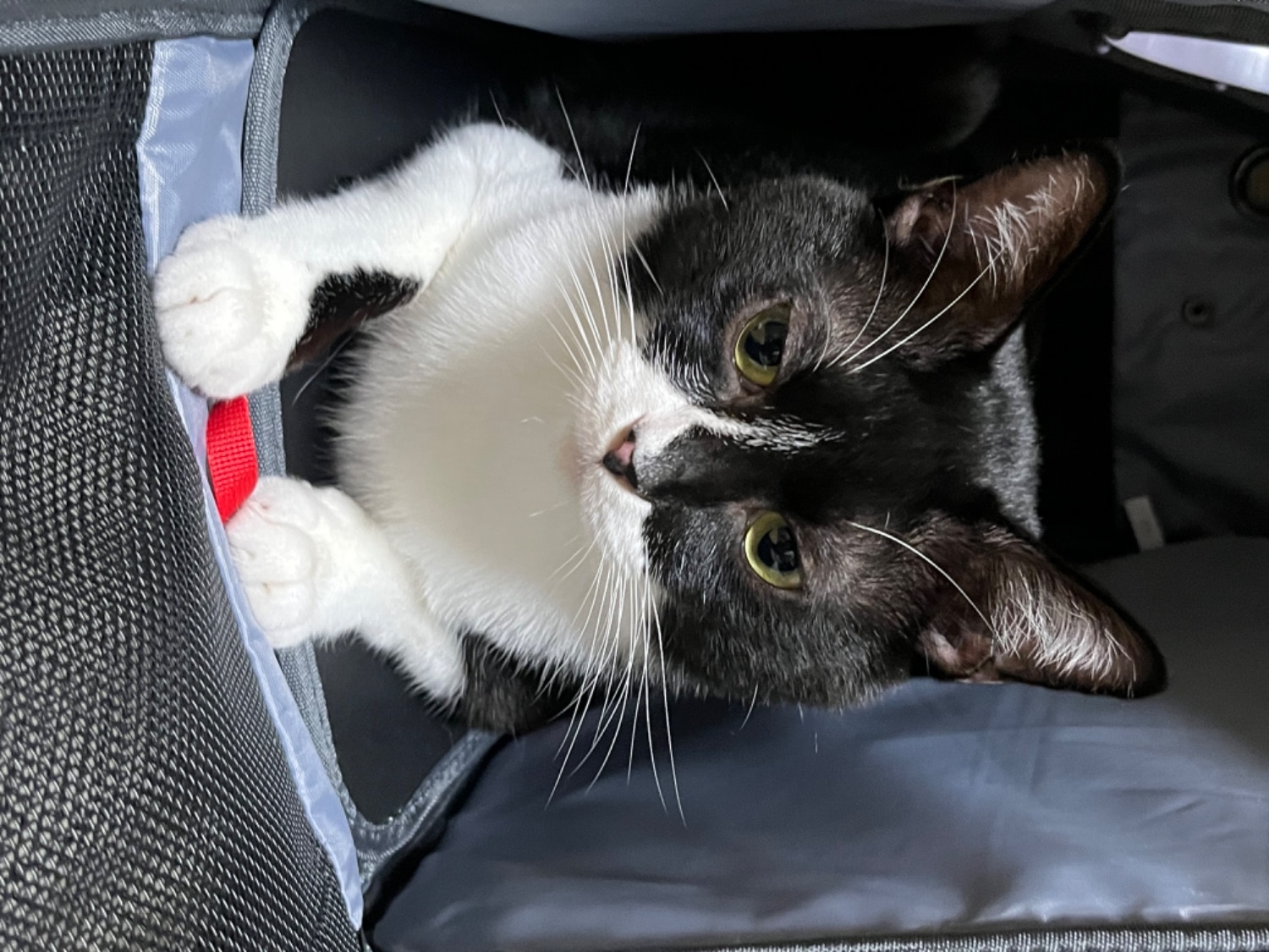 ペットキャリーリュック 宇宙船キャリー 猫キャリーバッグ レビュー画像8