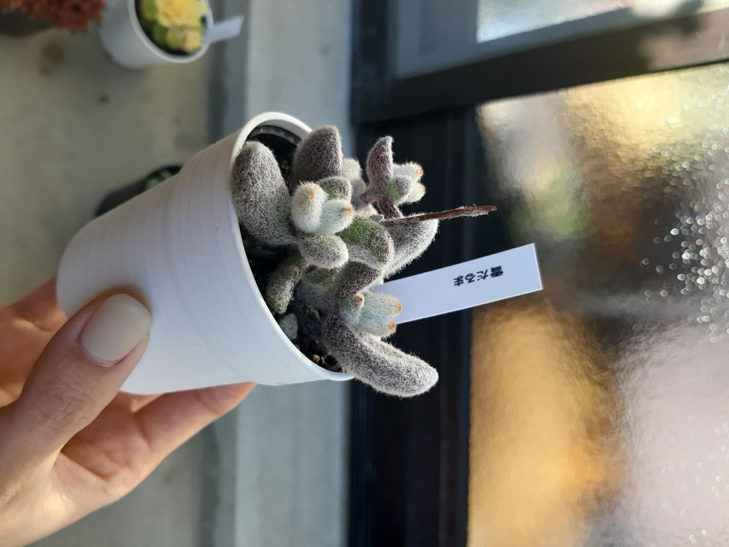 楽天市場】多肉植物 hmカランコエ 福兎耳 雪だるま 多肉植物