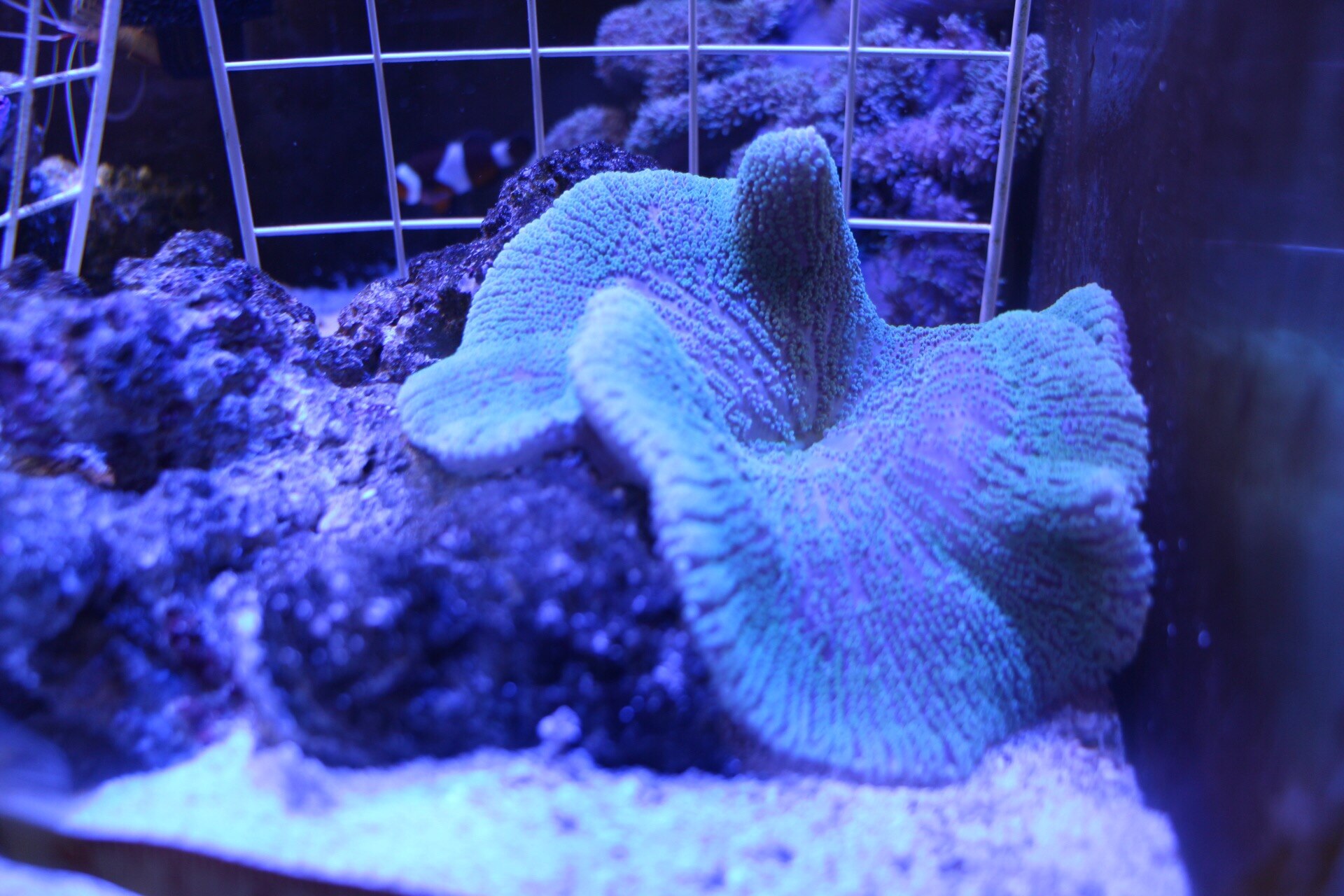 楽天市場 海水魚 セブ産 ハタゴイソギンチャクsp ミックス Smサイズ 1匹 無脊椎動物 沖縄別途送料 Charm 楽天市場店 みんなのレビュー 口コミ