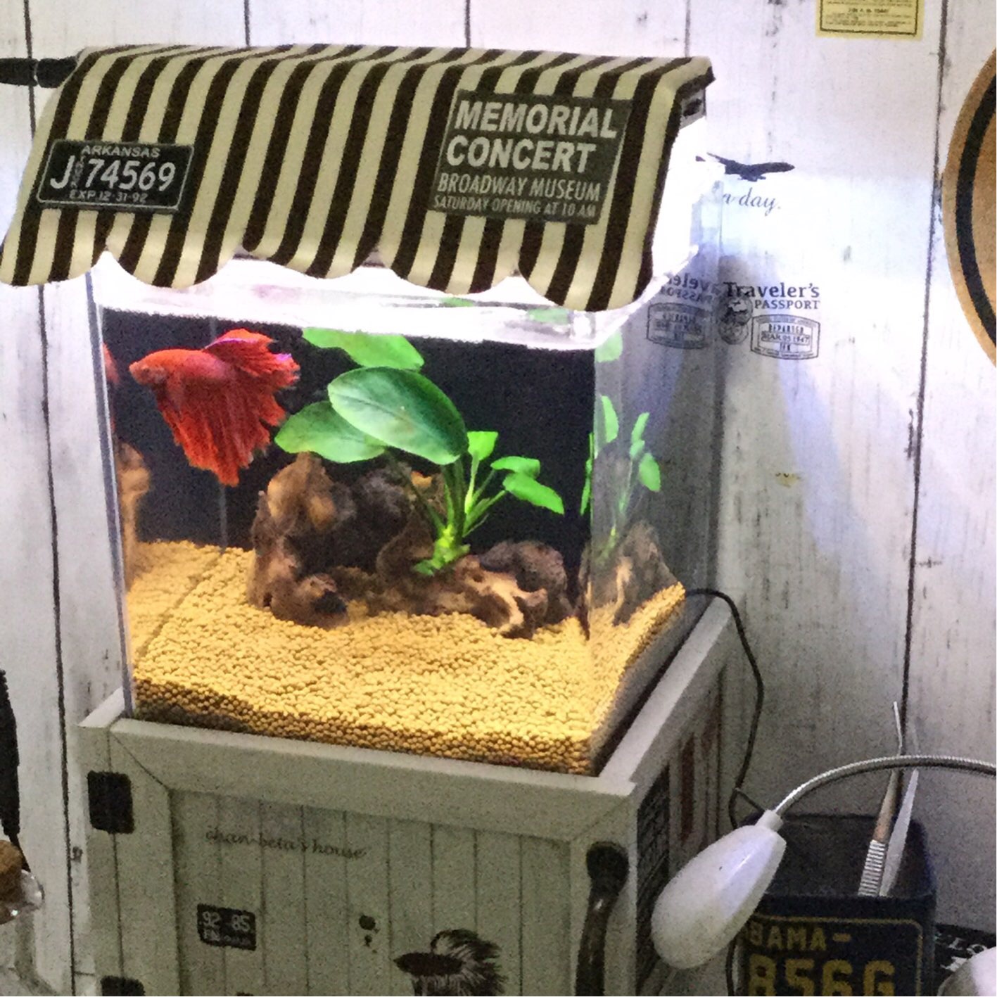 楽天市場】スズキの金魚・メダカ・カメ・飼育セット（幅17