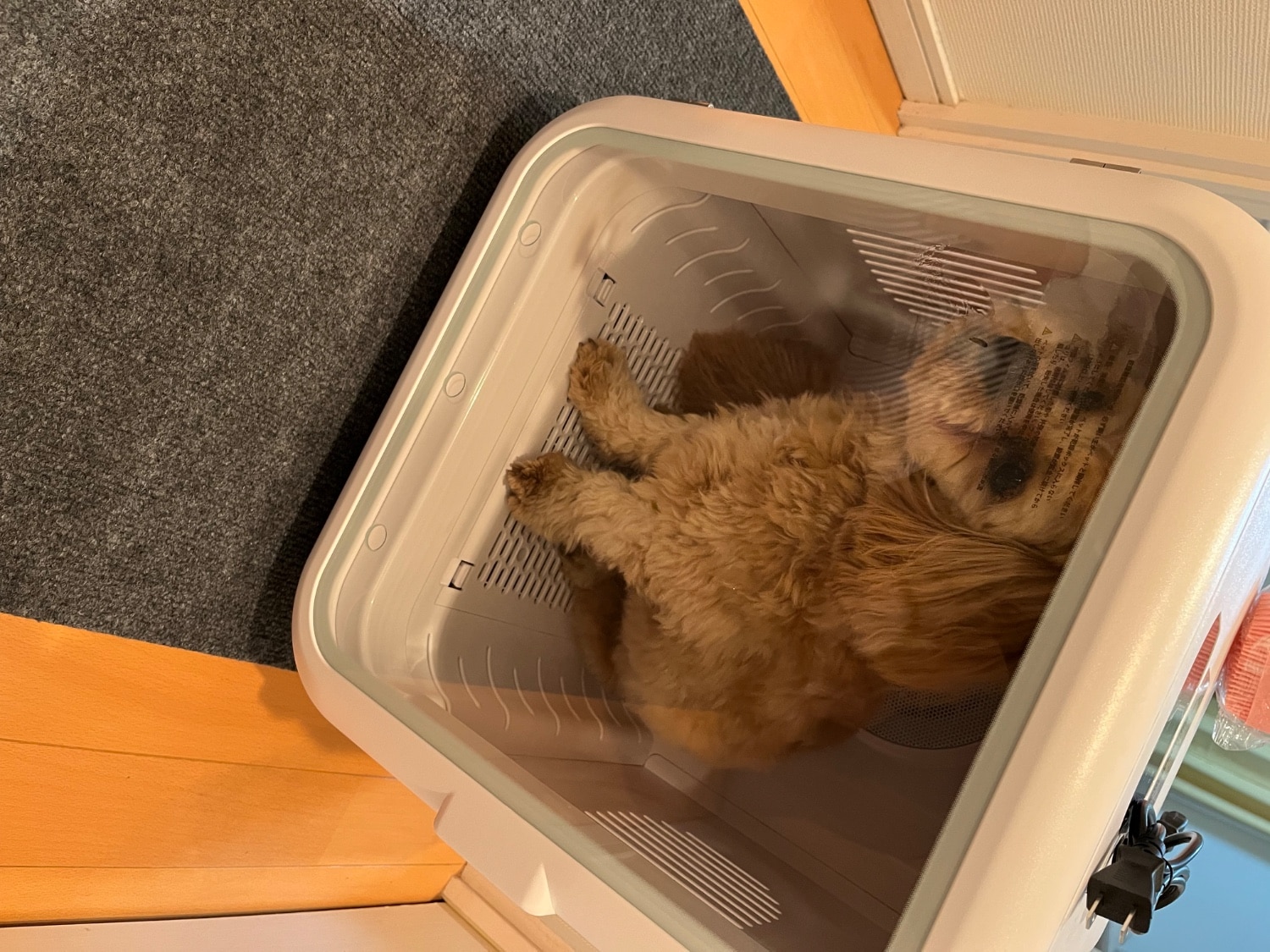 購入者レビュー写真