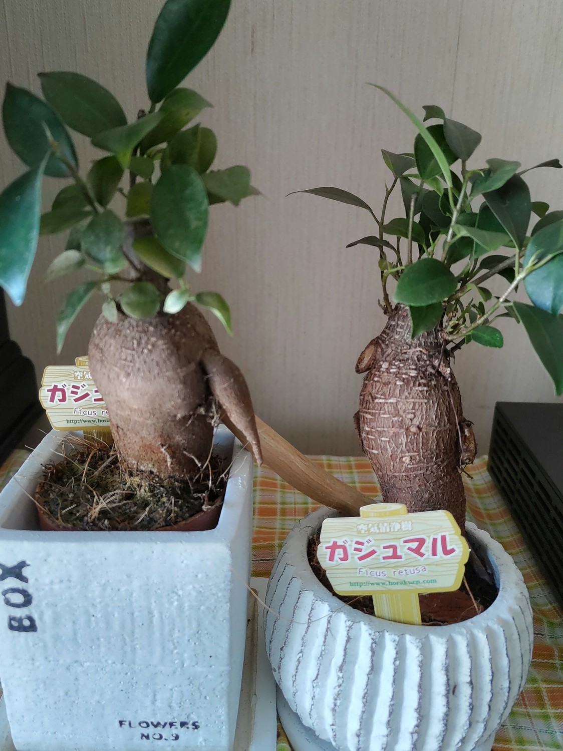 楽天市場】【香木】送料無料【15本】パロサント 【聖なる木