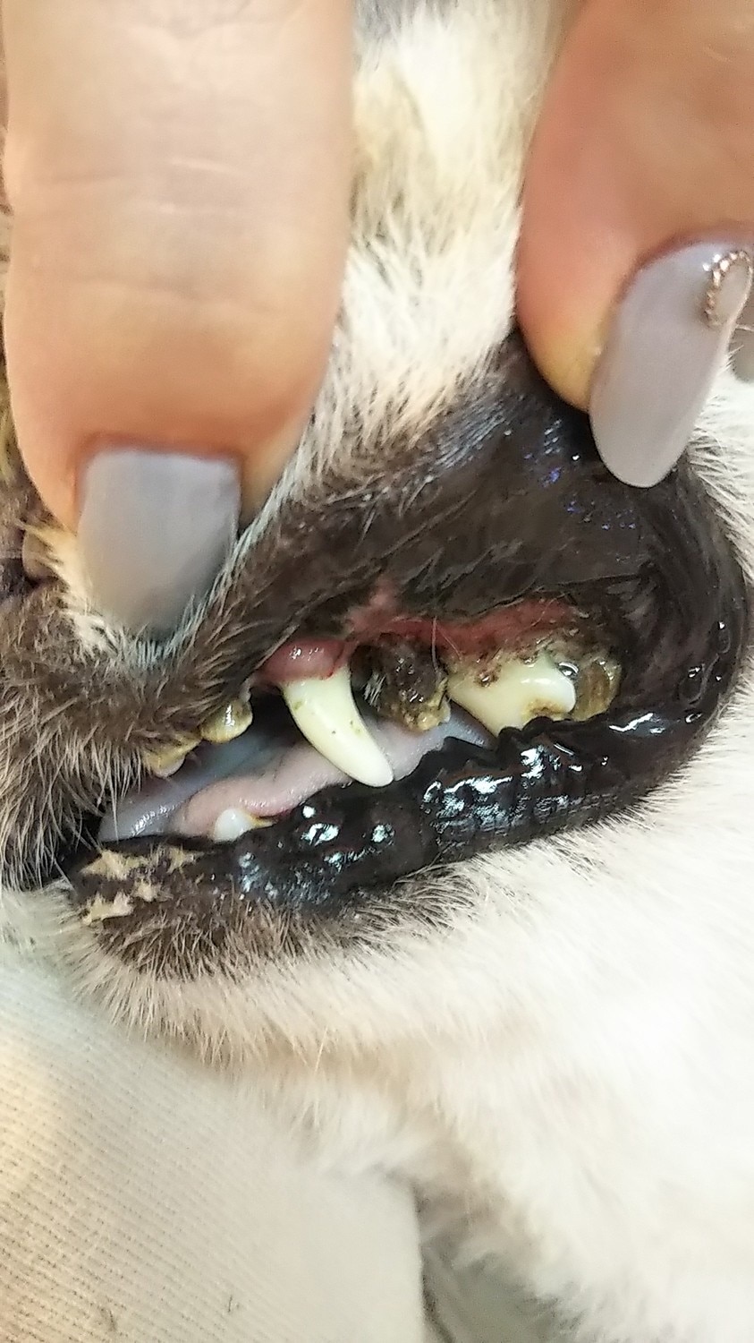 楽天市場 犬 歯石取り マジックゼオプロ おやつプレゼント中 小型犬で1ケ月分 歯磨き 歯石 歯肉炎 歯垢除去 歯周病薬 犬 ゼオライト Magiczeo ペット用品 猫 歯ブラシ 犬はみがき ケア マジックミスト おすすめ 犬デンタル 犬用品abcdog マジックゼオ販売店 みんなの