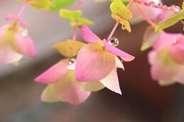 楽天市場】宿根草 観賞用ハーブ オレガノ ケントビューティー 3号(直径