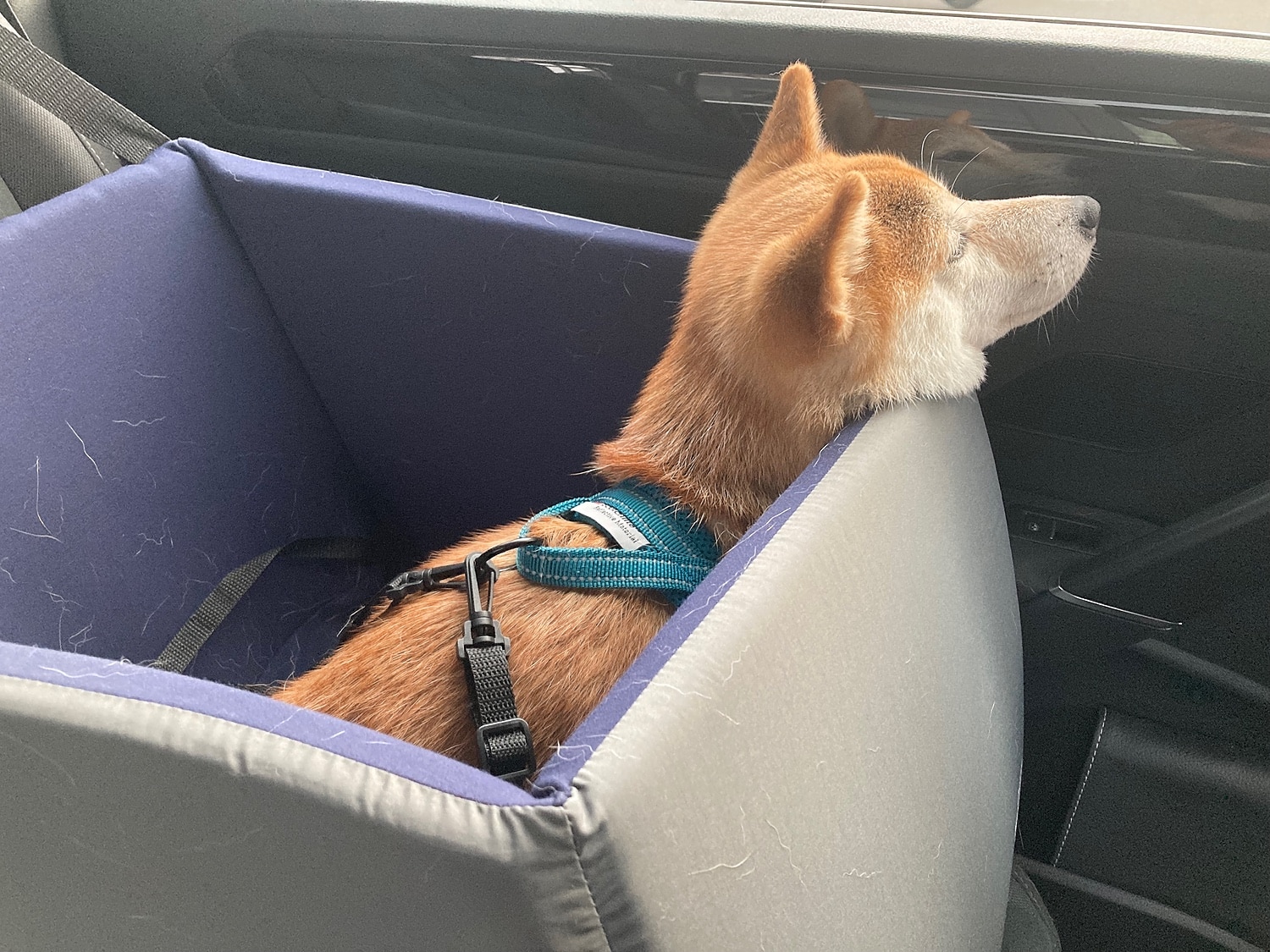 楽天市場】マンダリンブラザーズ 犬 ドライブ ドライブベッド ドライブ