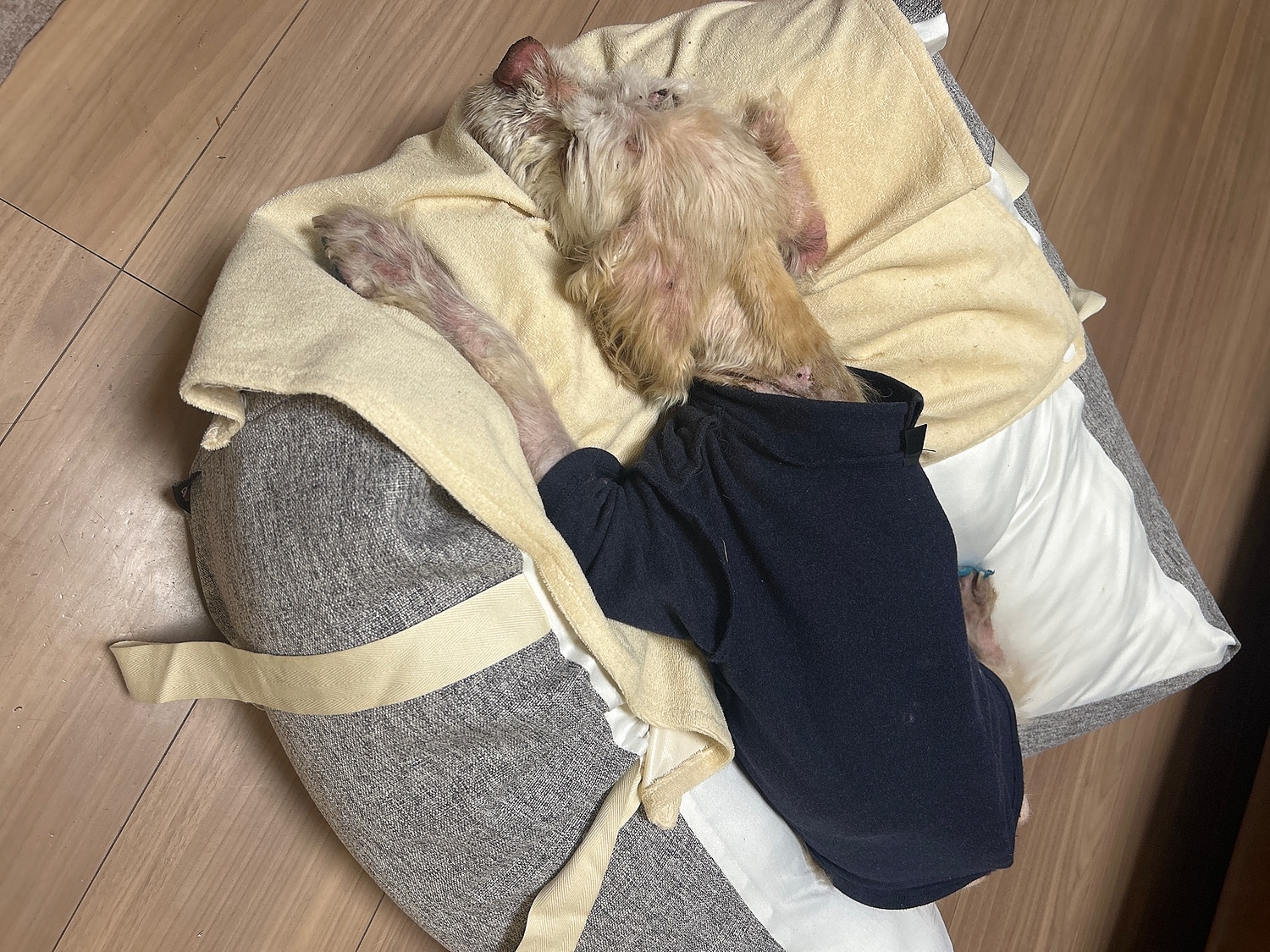 購入者レビュー写真