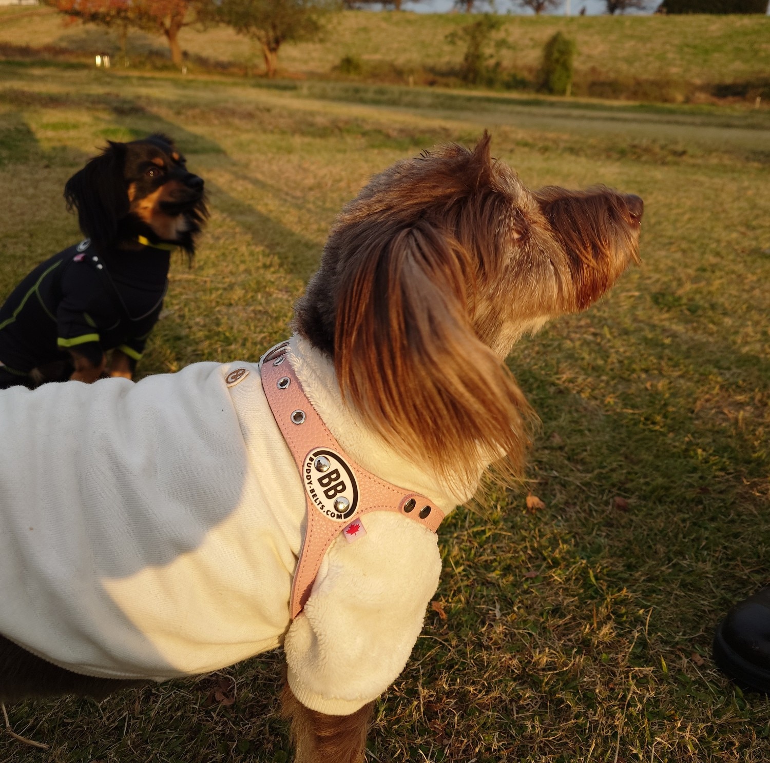 楽天市場】胴輪 ハーネス バディーベルト 5号 ペット 犬 レザー 本革