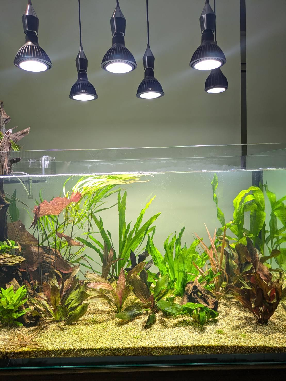 楽天市場】Niwuno 植物育成ライト 植物育成LEDライト Nova Aurora Glow