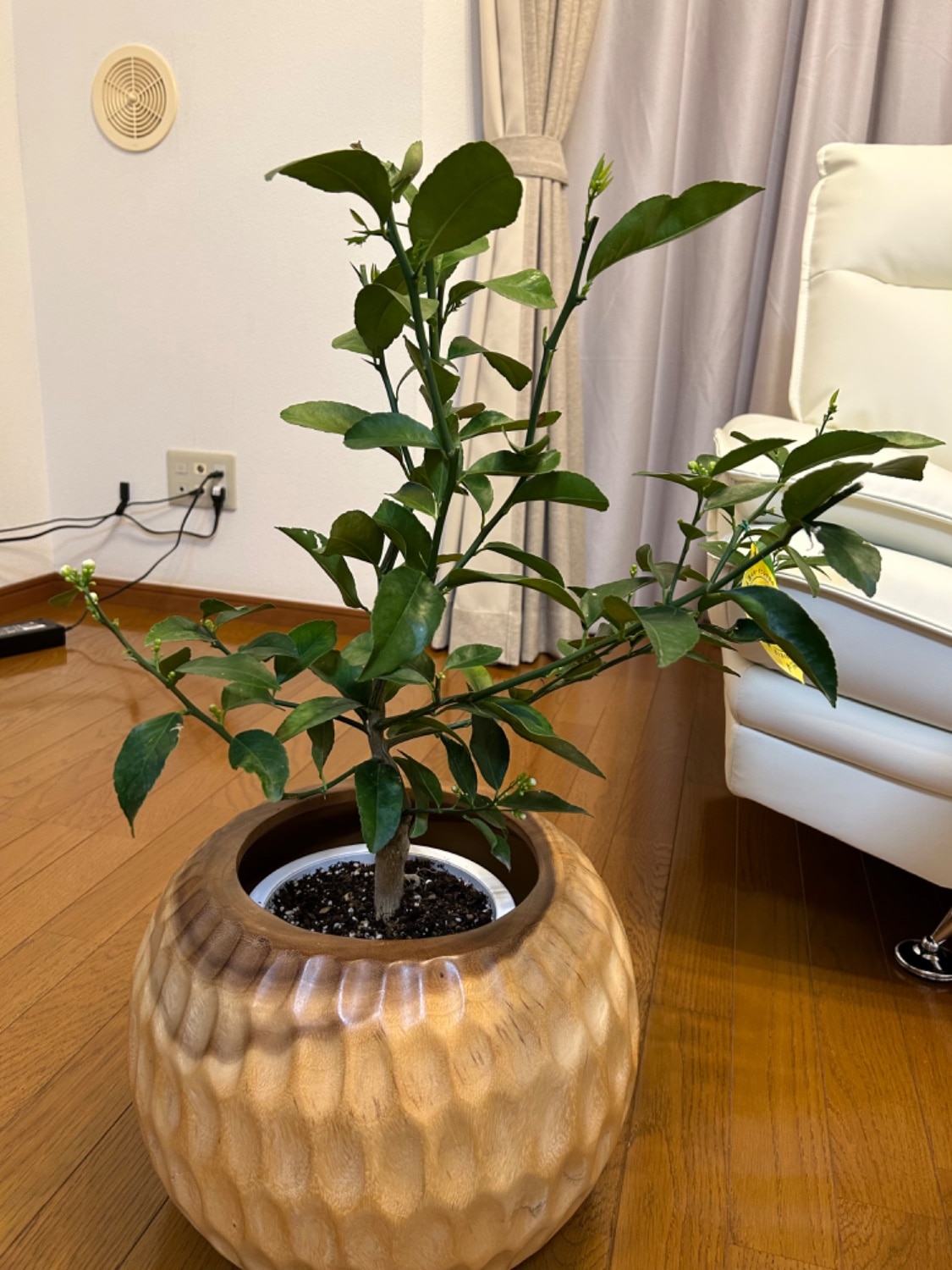 レモンの木 楽天市場】レモン 苗木 【瀬戸内レモン】 3年生 接ぎ木 約1.0m