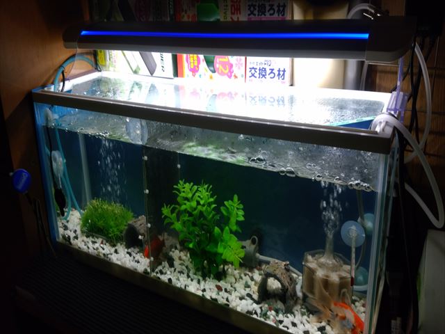 楽天市場 アウトレット品 ニッソー Led ライナー600 シルバー 60cm水槽用照明 ライト 熱帯魚 水草 アクアリウムライト 訳あり 関東当日便 Charm 楽天市場店 未購入を含む みんなのレビュー 口コミ