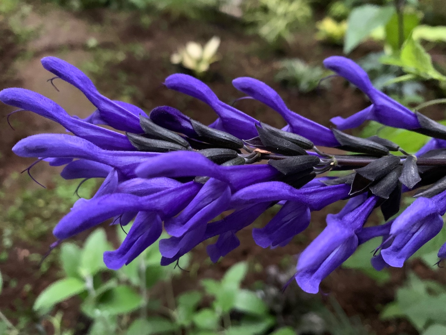 楽天市場】サルビア ガラニチカ （メドーセージ）(おぎはら植物園