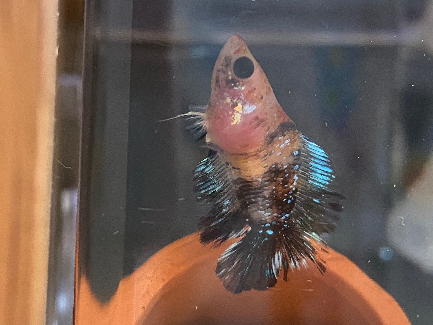 店内限界値引き中 セルフラッピング無料 熱帯魚 ベタ ダブルテール 色指定なし オス １匹 北海道航空便要保温 Shipsctc Org