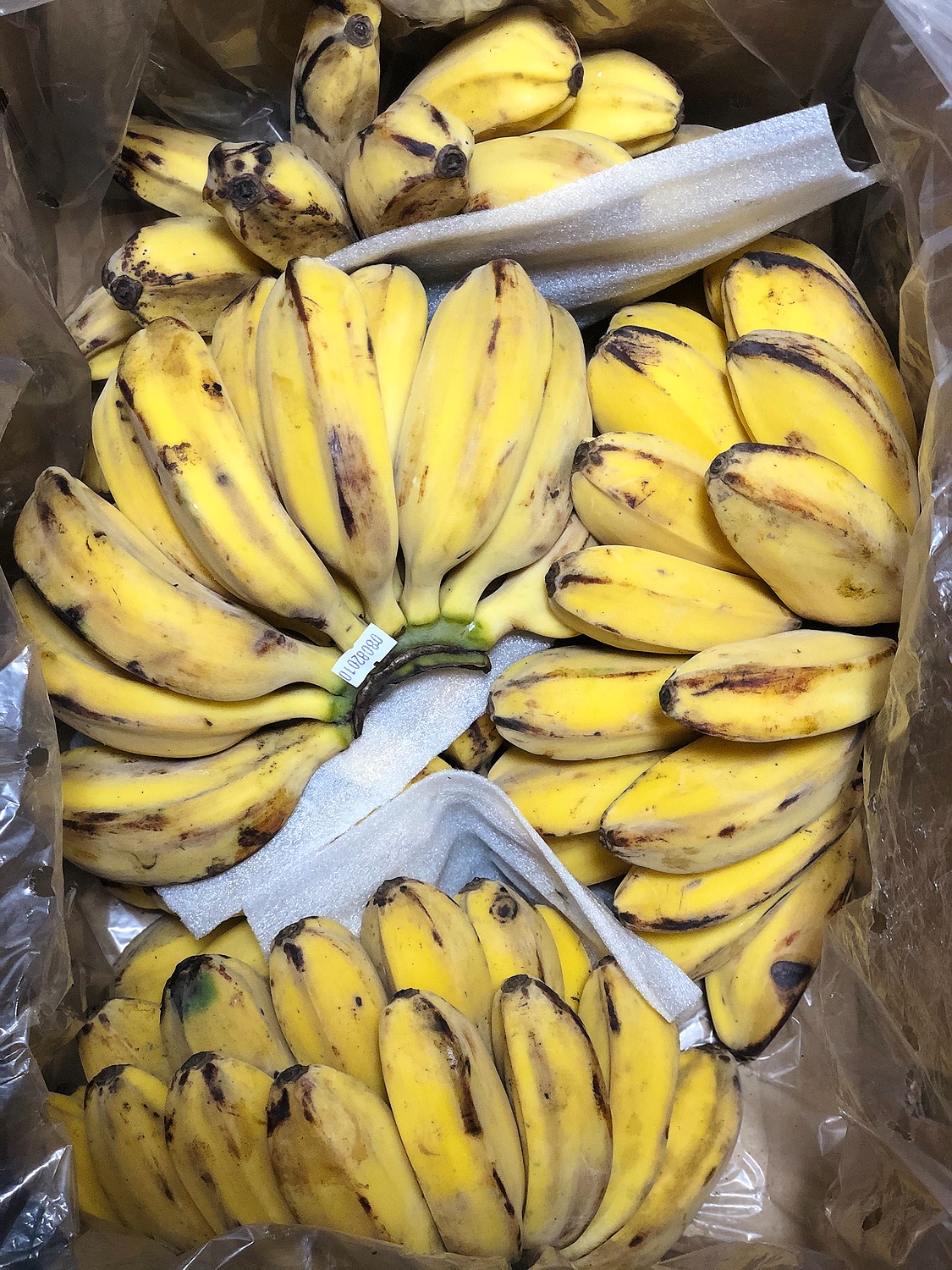 楽天市場】【フィリピン産】カルダバ・バナナ 10kg 4〜7房入り 楽天市場】【フィリピン産】カルダバ・バナナ 10kg 4〜7房入り