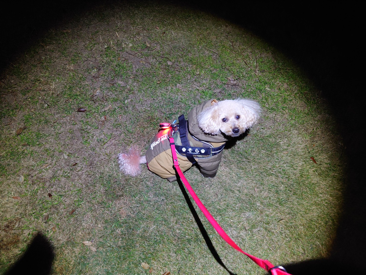 楽天市場】Snow Peak(スノーピーク)SP Dog Down Jacket(SP