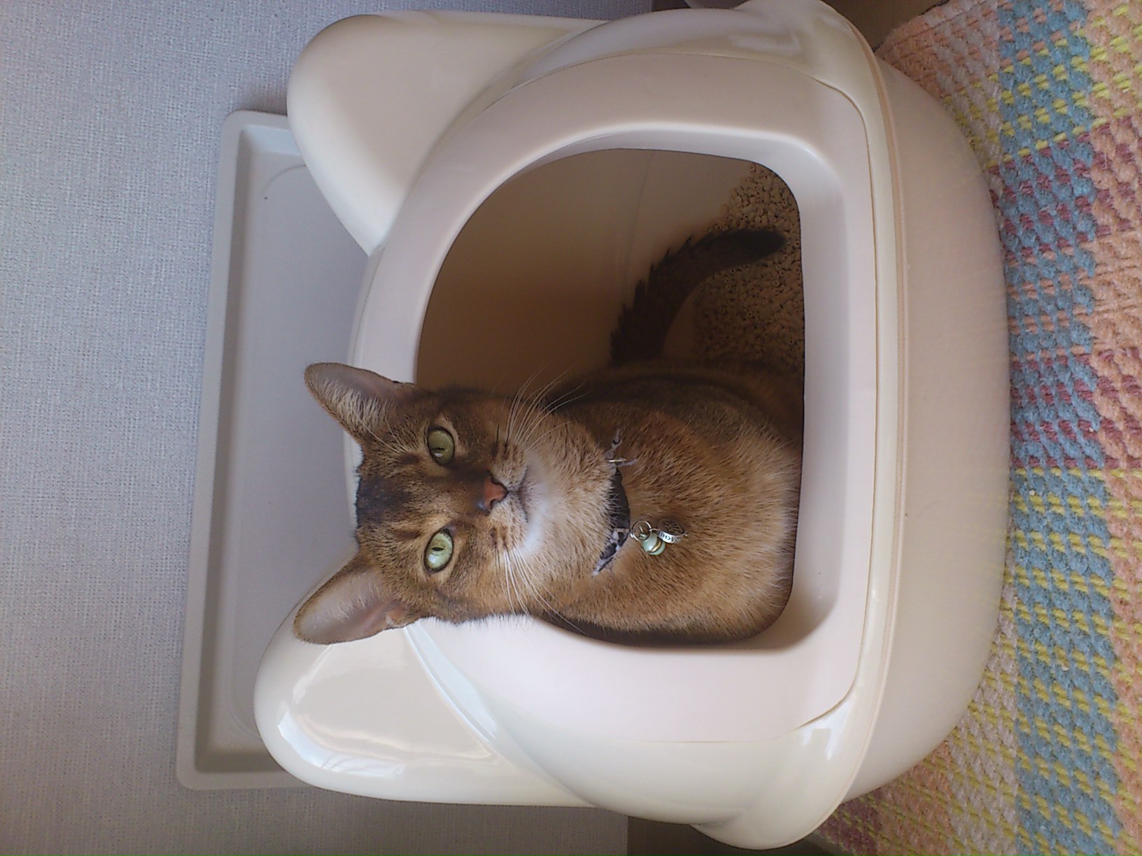 【楽天市場】【楽天スーパーSALE★30％OFF】【 猫 トイレ おしゃれ 】iCat アイキャット オリジナル ネコ型トイレット スコップ付