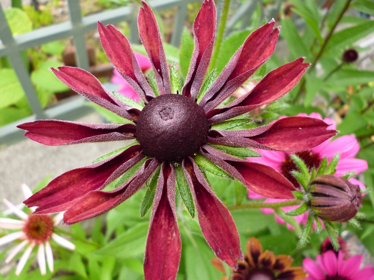 【楽天市場】ルドベキア ‘チェリーブランデー’(おぎはら植物園) みんなのレビュー・口コミ