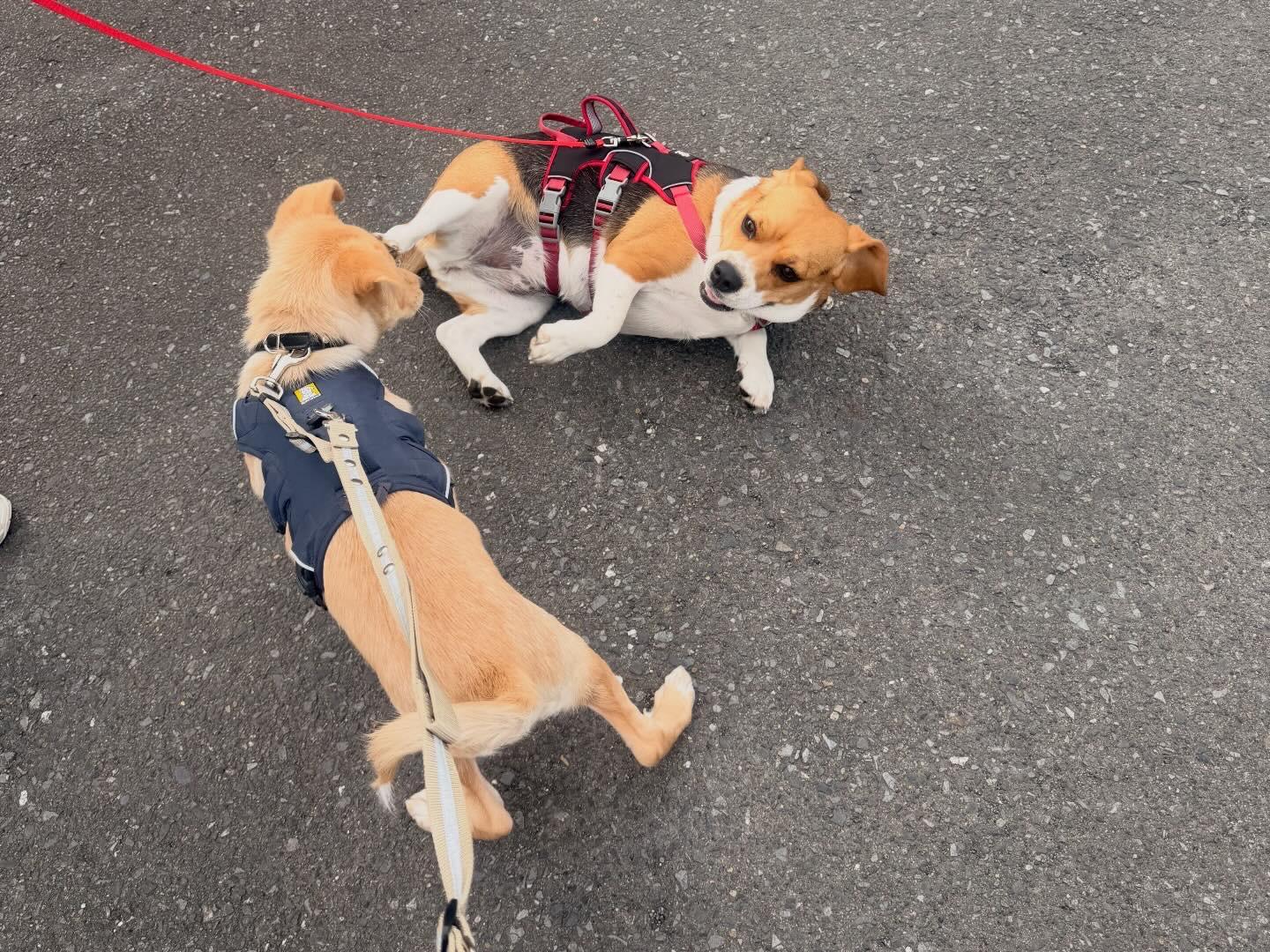 楽天市場】ラフウェア ウェブマスターハーネス 小型犬 中型犬 大型犬