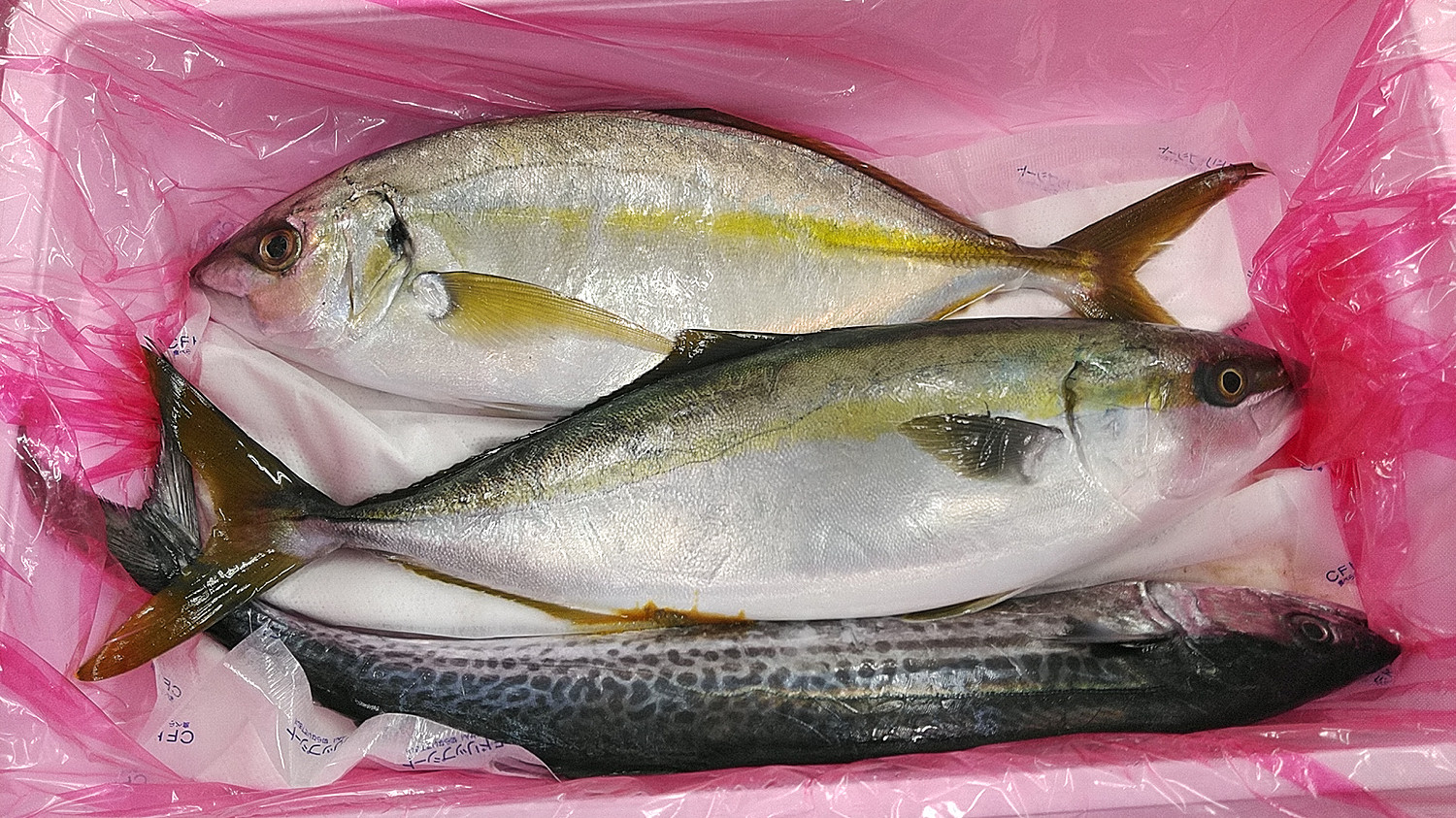 楽天市場 ふるさと納税 魚 お楽しみ 鮮魚 ボックス 3 5kg 定期便 で人気の 神経締め の単体鮮魚ボックス リピーター様続出 送料無料 アジ 鯵 さば サバ 鯖 かつお 鰹 シマアジ カンパチ 鯛 タイ 鰆 サワラ ハマチ ブリ ヒラメ 鮃 イサキ