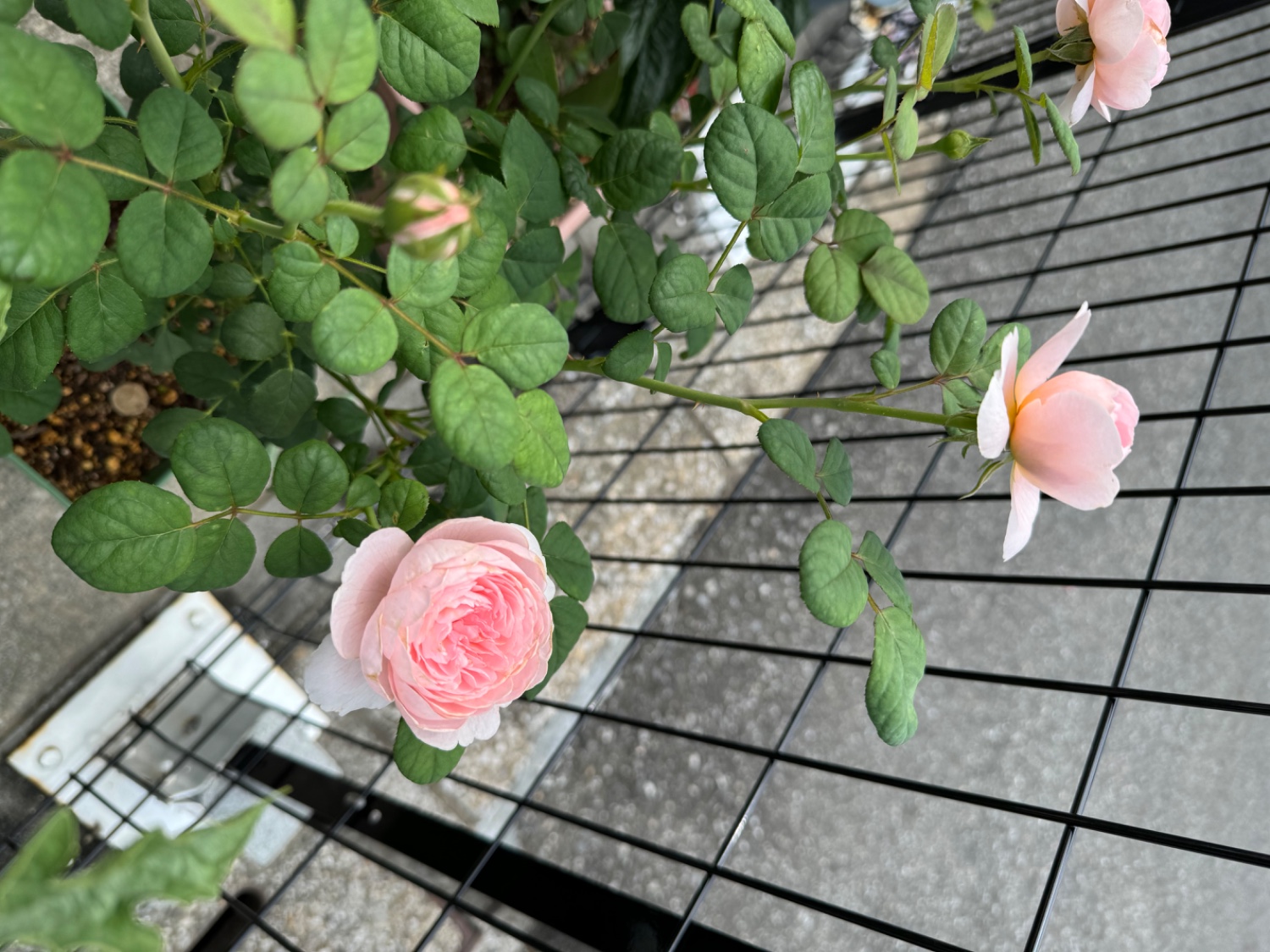 楽天市場】バラ苗 【クイーンオブスウェーデン】 (大苗 楽天市場】バラ苗 【クイーンオブスウェーデン】 (大苗