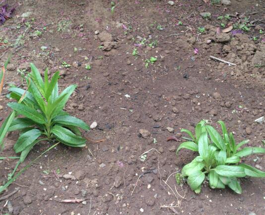 楽天市場 トラノオ ベロニカ ロンギフォリア ピンクシェード おぎはら植物園 みんなのレビュー 口コミ