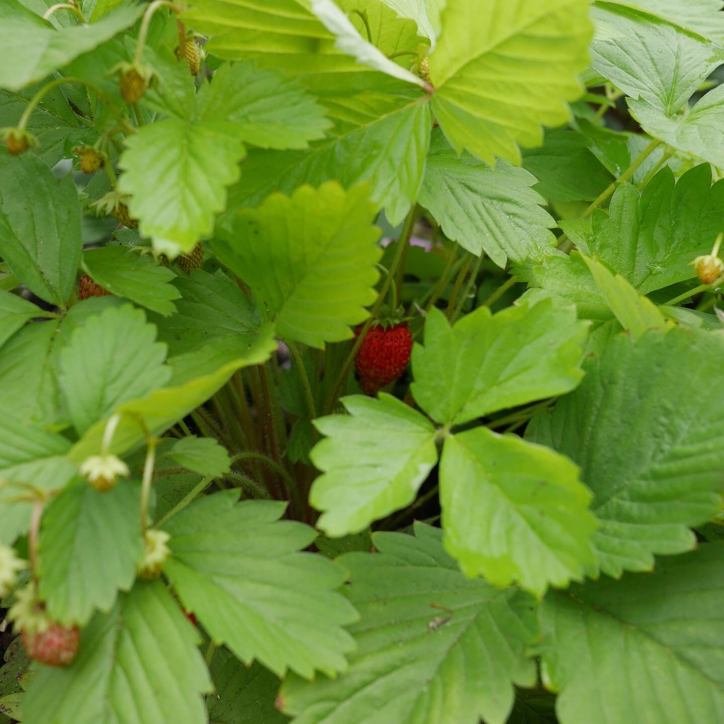 楽天市場 ワイルドストロベリー ゴールデンアレキサンドリア おぎはら植物園 みんなのレビュー 口コミ