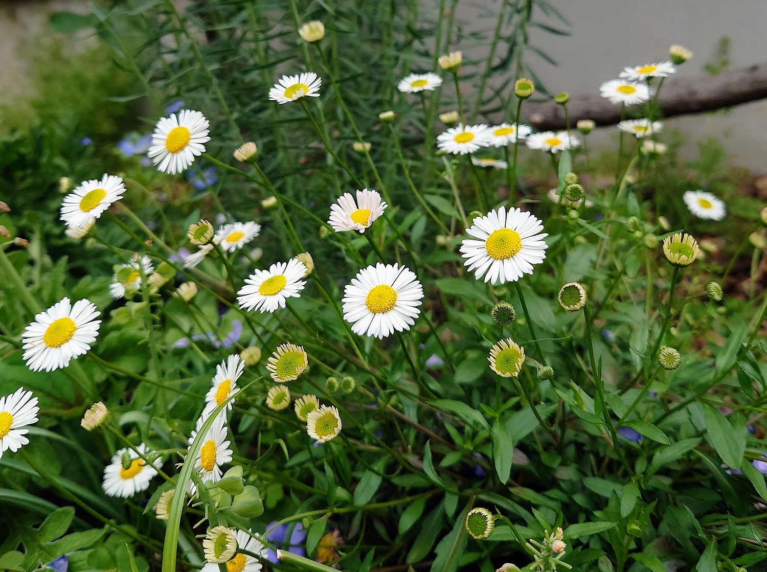 楽天市場 源平小菊 エリゲロン おぎはら植物園 みんなのレビュー 口コミ