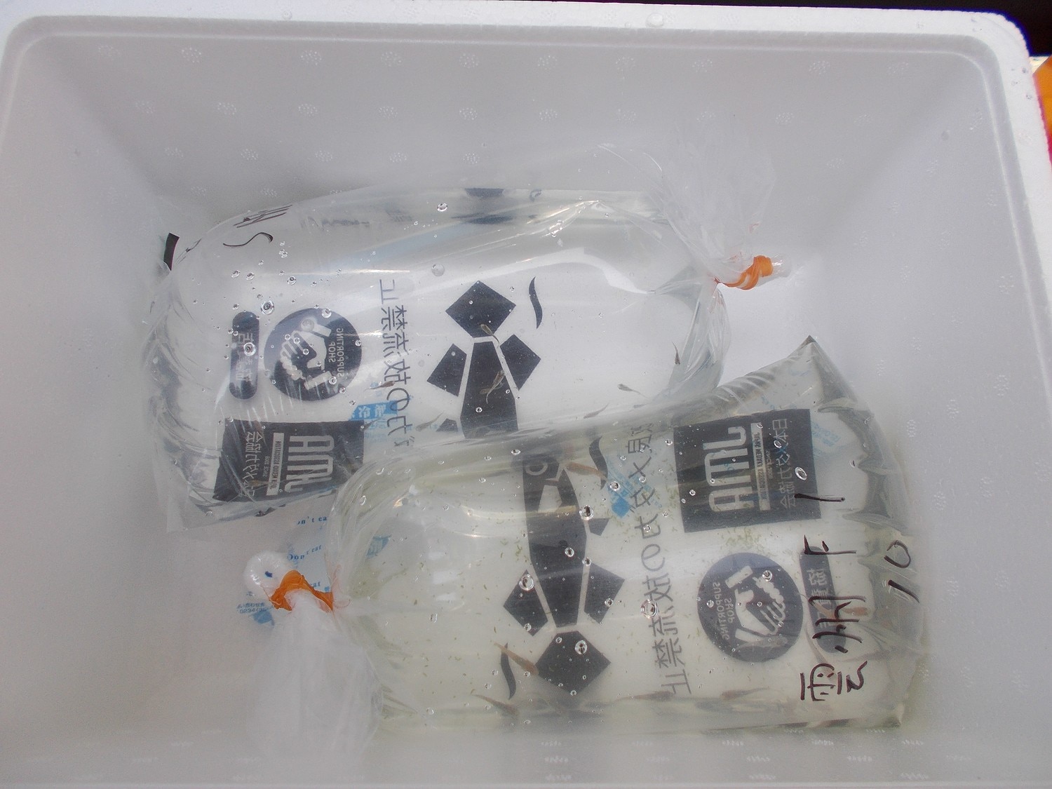 楽天市場 在庫整理セール 雲州三色めだか 未選別 稚魚 Ss Sサイズ 10匹セット 雲州三色メダカ めだか物語楽天市場店 みんなのレビュー 口コミ