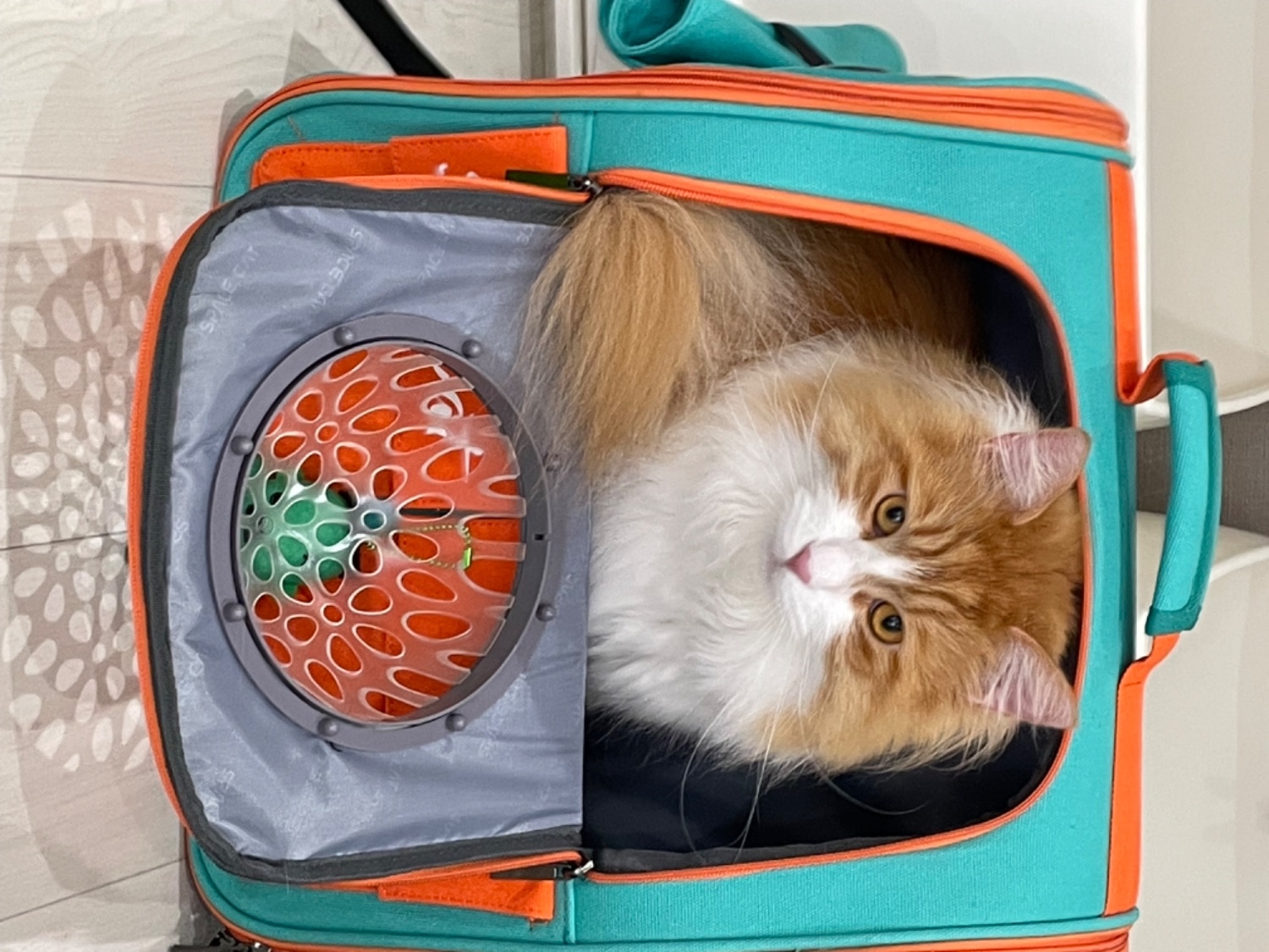 ペットキャリーリュック 宇宙船キャリー 猫キャリーバッグ レビュー画像17