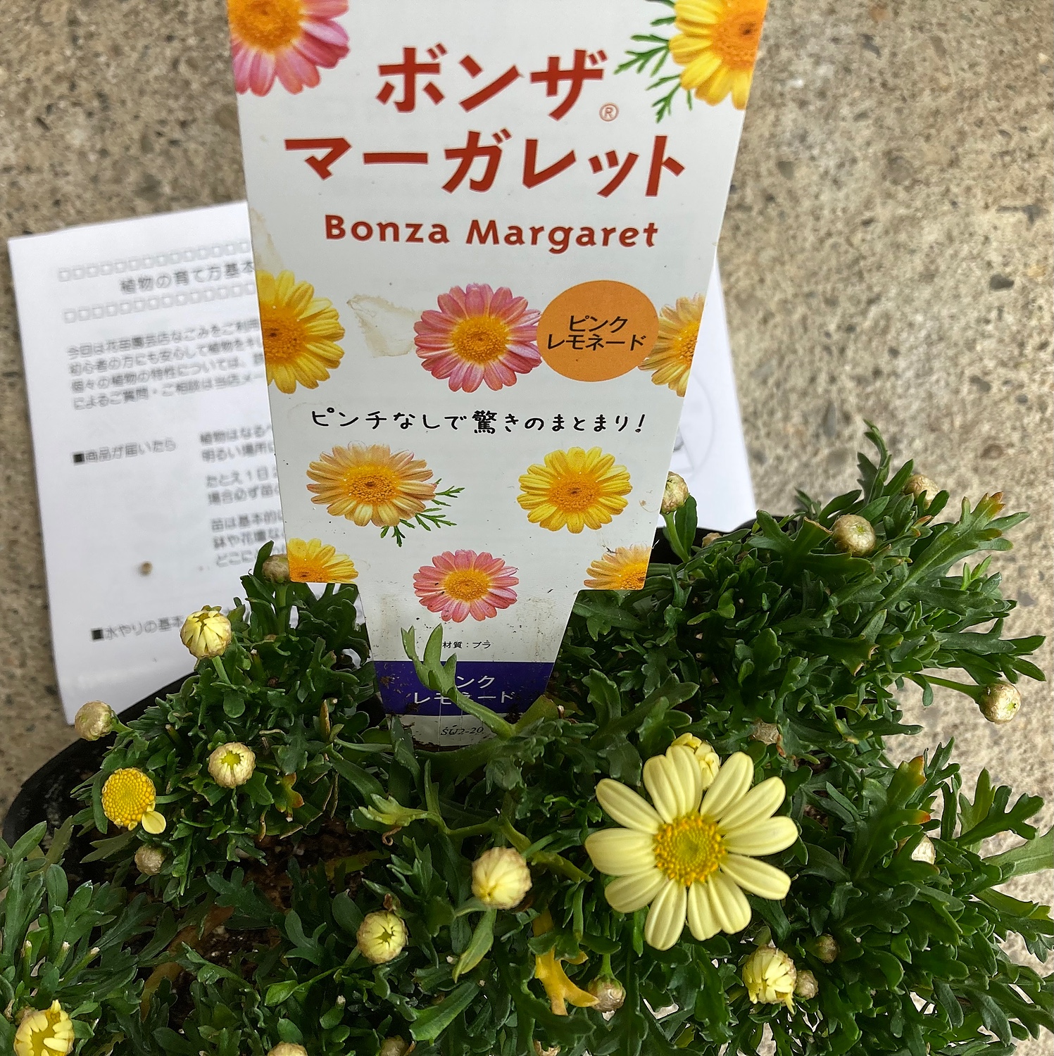 楽天市場 サントリーフラワーズ ボンザ マーガレット 3 5号 花苗 秋苗予約 花苗園芸店なごみ みんなのレビュー 口コミ