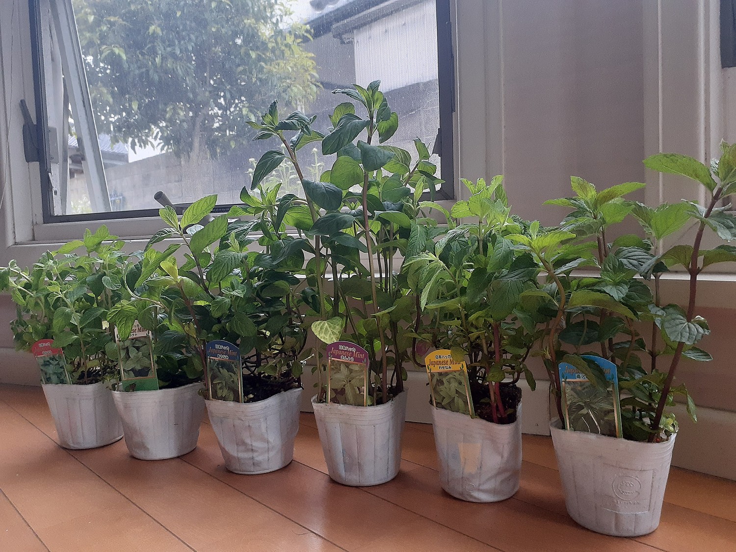 通販激安】 日本ハッカ おまかせ3個セット 9cmポット ニホンハッカ 薄荷 ミント ハーブの苗 ガーデニング Herb