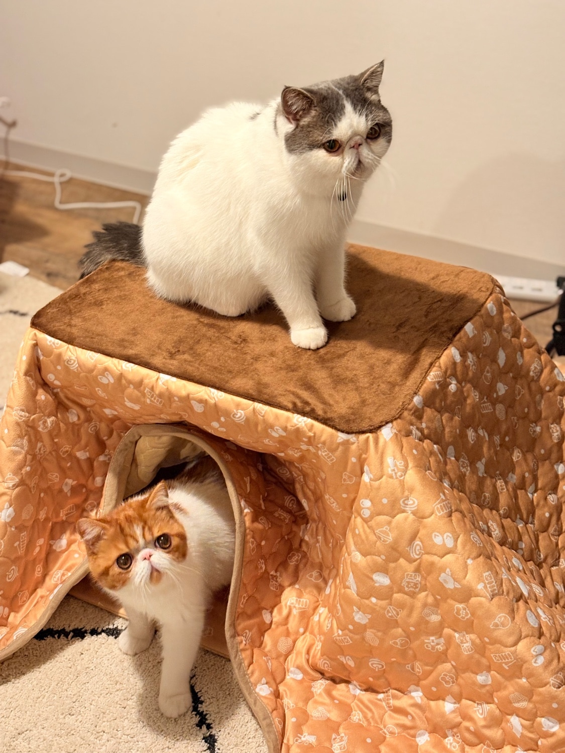 【のん猫。】（赤360g）2袋★【特割特価】 楽天市場】マルカン 猫用こたつ 遠赤外線にゃんこの和みこたつ（にゃ