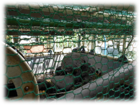 楽天市場 Gex カメ元気 カメのごちそうパン えび味 ジェックス 餌 エサ 関東当日便 Charm 楽天市場店 30代 みんなのレビュー 口コミ