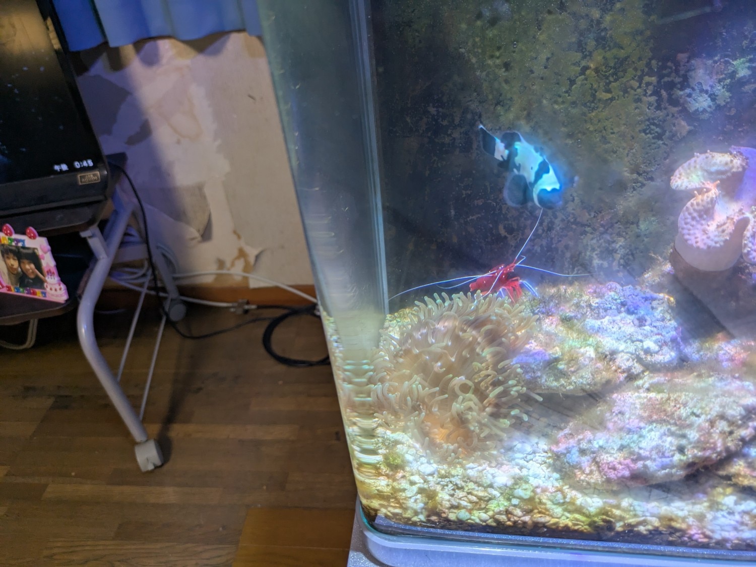楽天市場】【売れ筋】【当店オススメ】人工海水 ライブシーソルト 600
