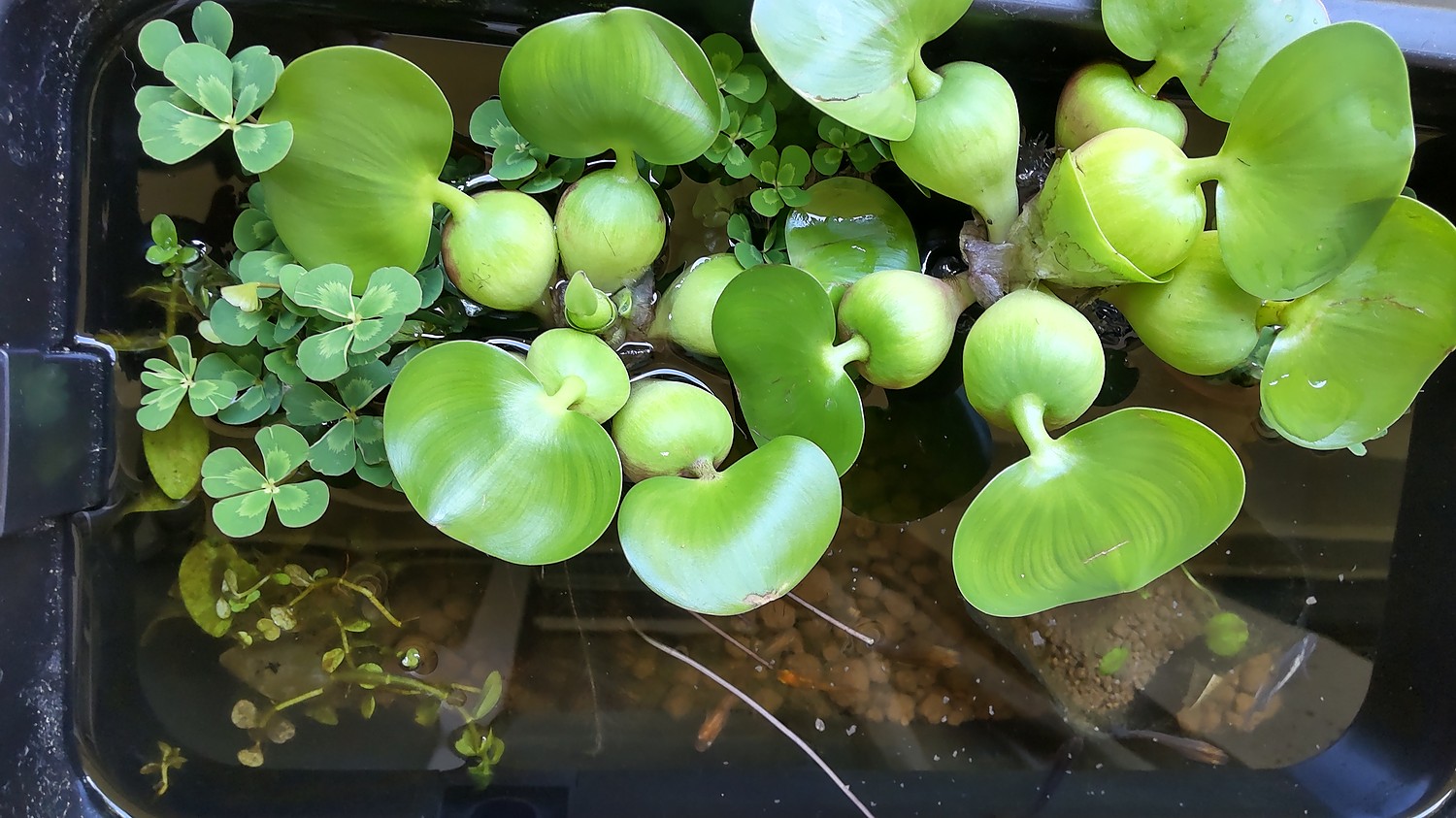 浮草）ホテイ草 国産（ホテイアオイ）（３株）金魚 メダカ - 水生植物