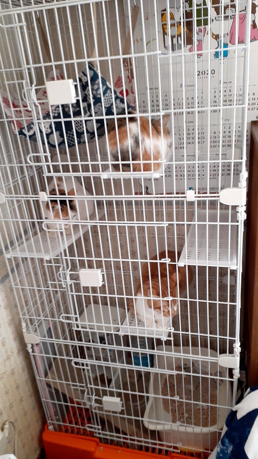 キャットケージ 3段 ステップ台 棚板付き 猫 子猫 ケージ 引き出しトレー ペットケージ ケージ ゲージ 猫 保護猫  キャットケージ 猫ケージ口コミ 3段ケージレビュー レビュー画像8