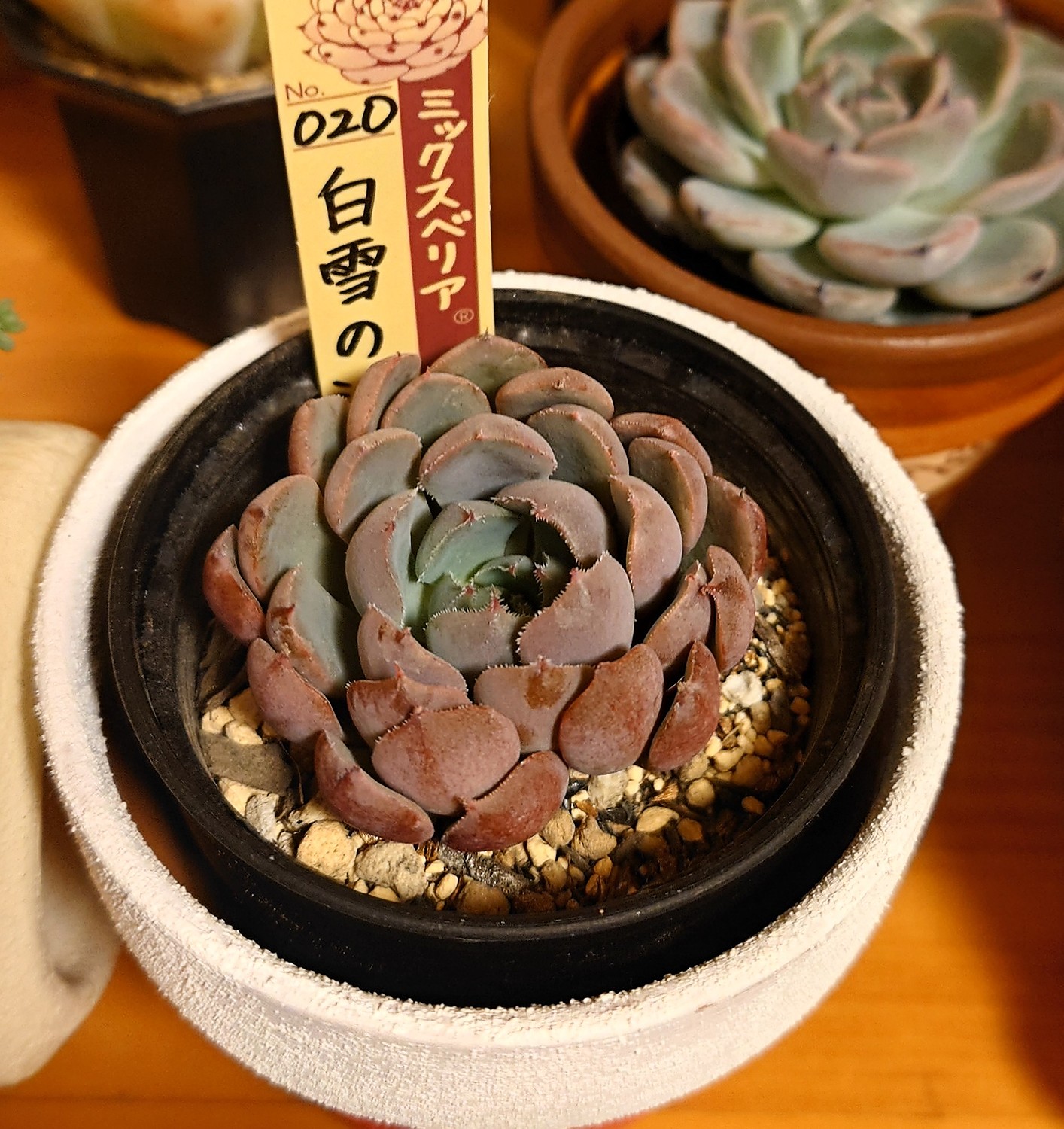 白雪の渚 おらいさん苗 多肉植物 - その他多肉植物