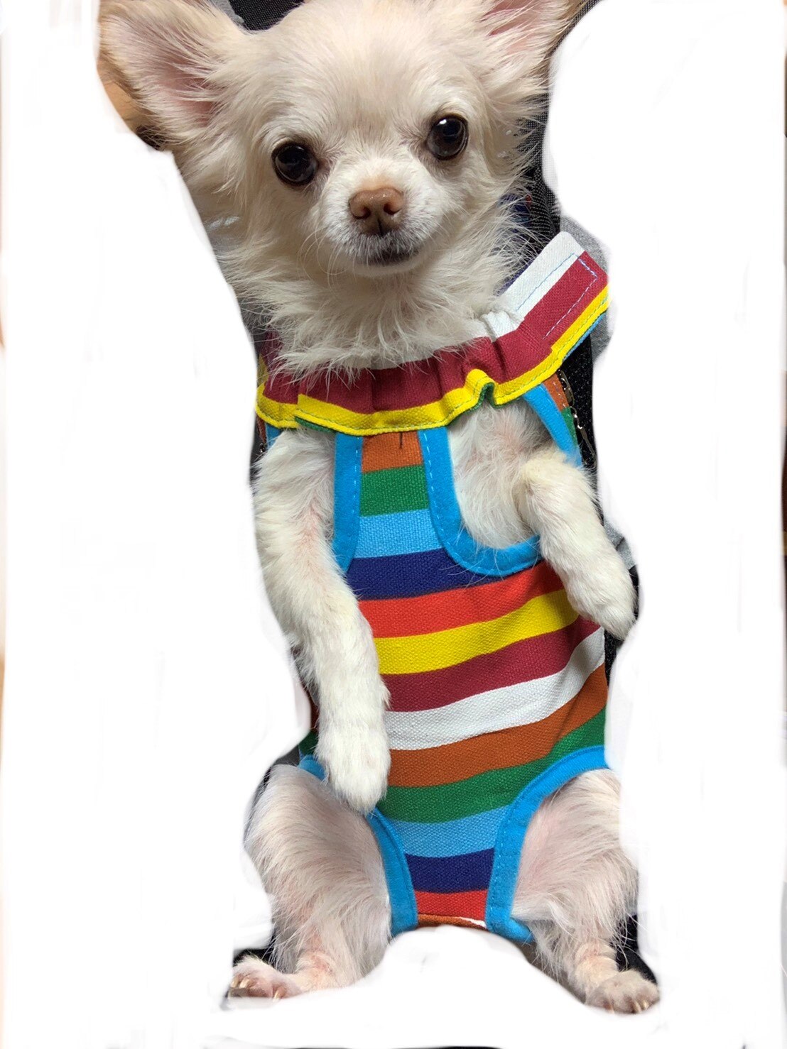 楽天市場 犬 抱っこひも 犬スリング ペット用品 ドッグスリング 犬 猫 バッグ スリング かわいい オシャレ ポータブル 散歩 旅行 お出かけ ドッグ 2way 小型犬 中型犬 おんぶ紐 グッズ Karutz 4ページ目 みんなのレビュー 口コミ 楽天市場 犬 抱っこひも 犬スリング ペット用品 ドッグスリング 犬 猫 バッグ スリング かわいい オシャレ ポータブル 散歩 旅行 お出かけ ドッグ 2way 小型犬 中型犬 おんぶ紐 グッズ Karutz 4ページ目 みんなのレビュー 口コミ