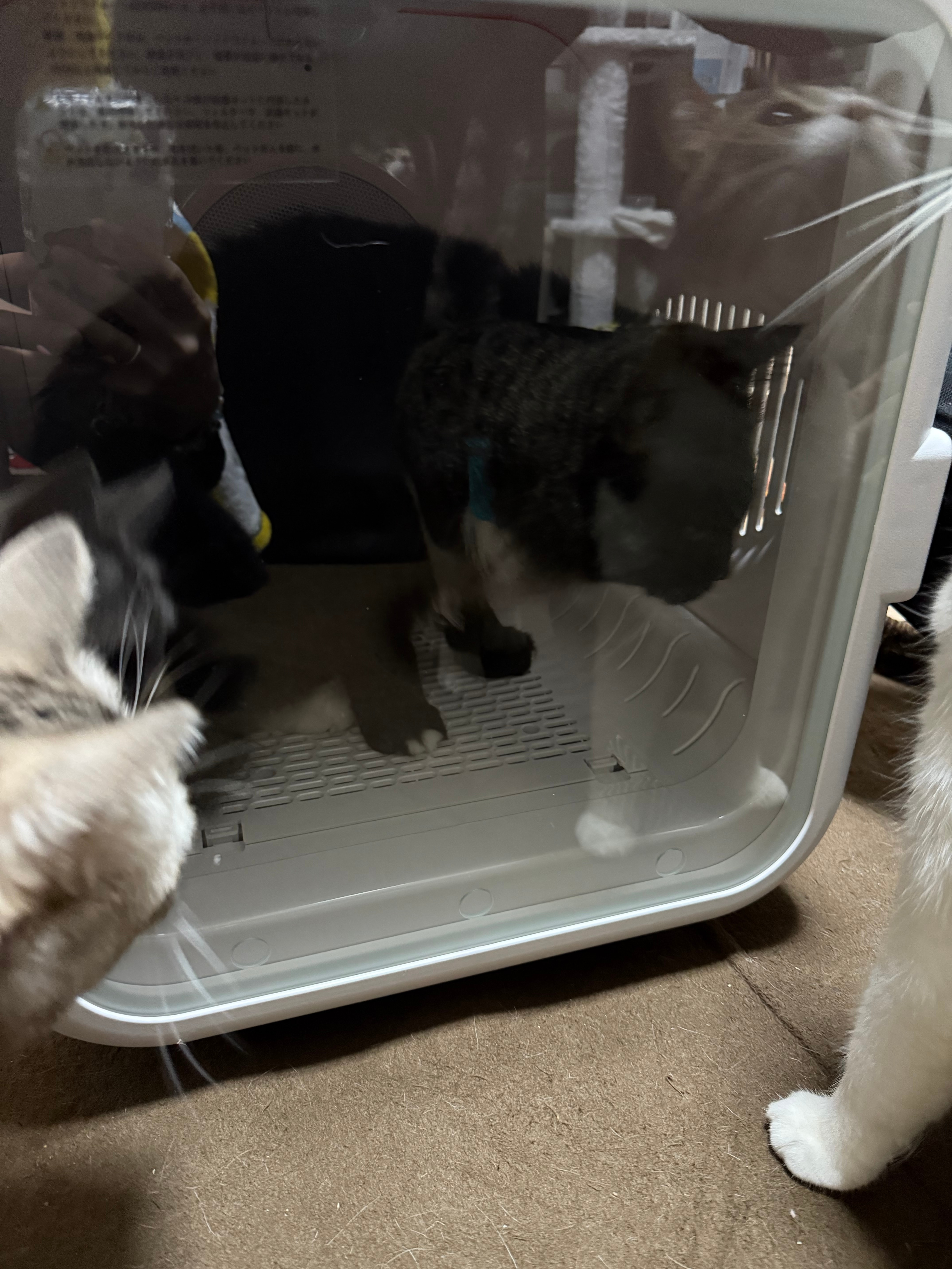 楽天1位★ ペットドライルーム ペットドライヤー 口コミ レビュー画像15