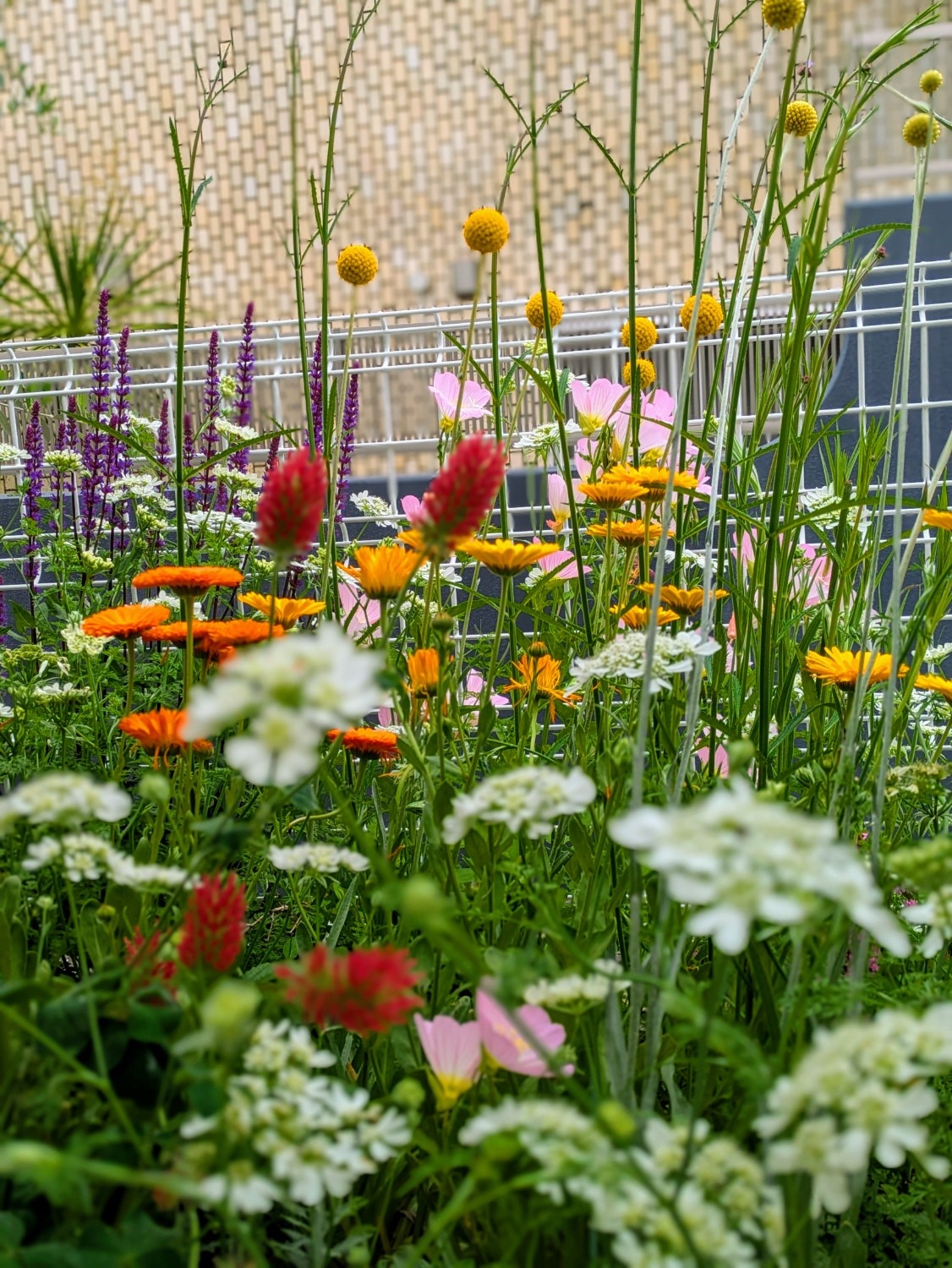 楽天市場】クラスペディア グロボーサ(おぎはら植物園
