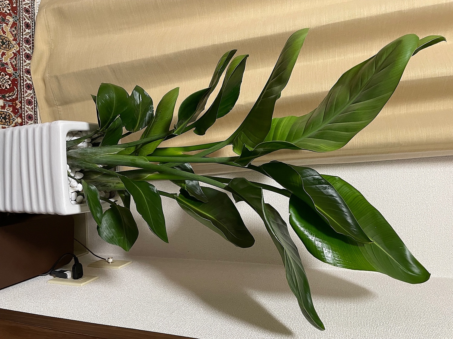 楽天市場 人気のストレリチア オーガスタ 3株仕立お洒落な陶器鉢仕立 受皿付 販売 花 ガーデン Diy 観葉植物 花言葉 縁起物 スタイリッシュ ギフト バナナの様な大きな葉 送料無料 写真のような厳選品をお届けします 観葉植物の専門店e Ran みんなのレビュー 口コミ