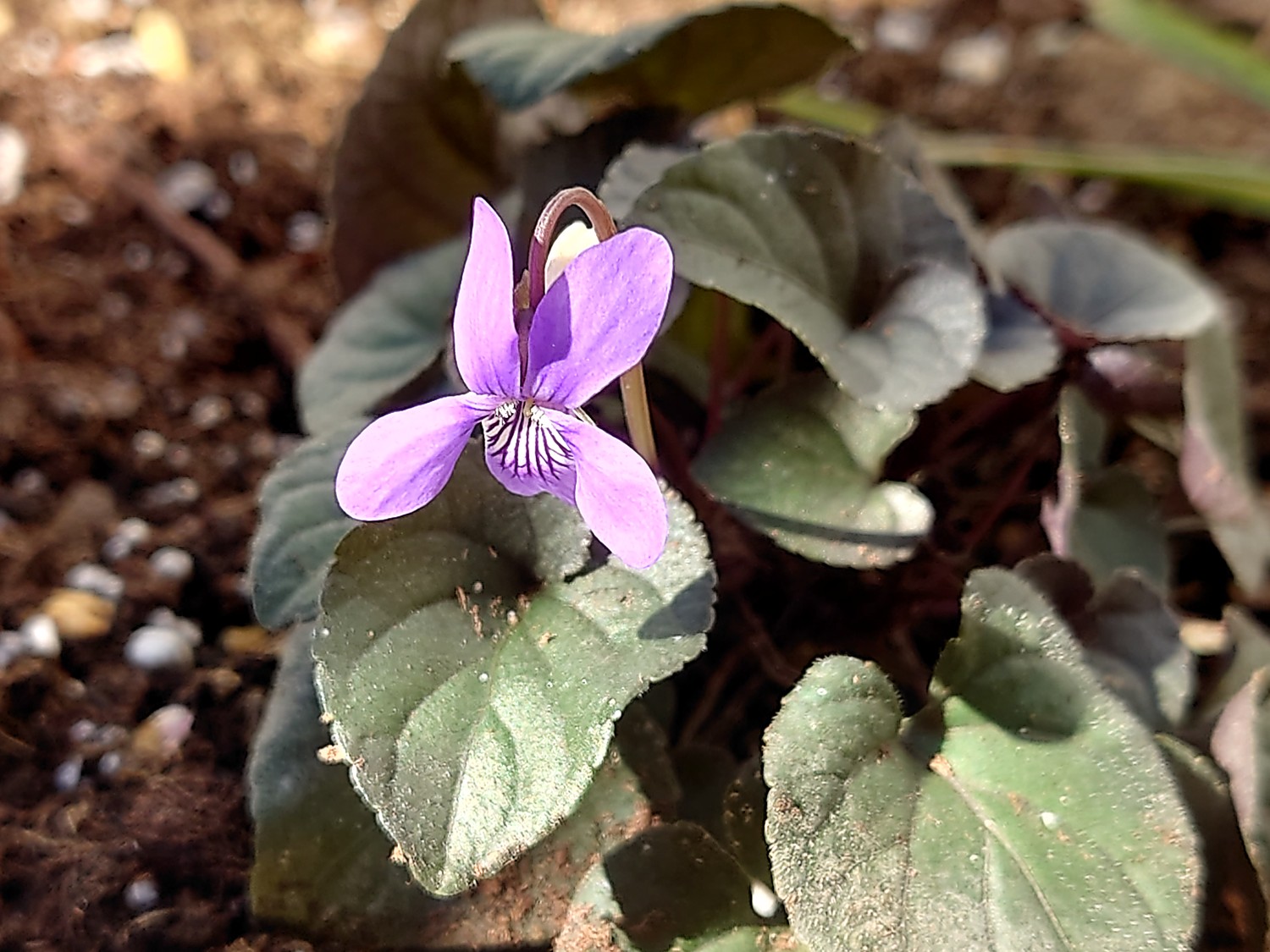 楽天市場 ビオラ ラブラドリカ おぎはら植物園 みんなのレビュー 口コミ