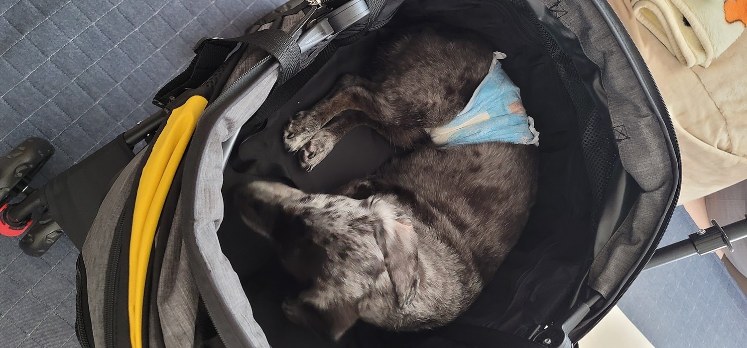 ◆SALE◆ ペットカート 分離式 大型犬 多頭 耐荷重25KG 中型犬 犬カート 分離両用 折りたたみ 多頭 中型犬  ペットカート 分離式ペットカート 中型犬カート レビュー画像12