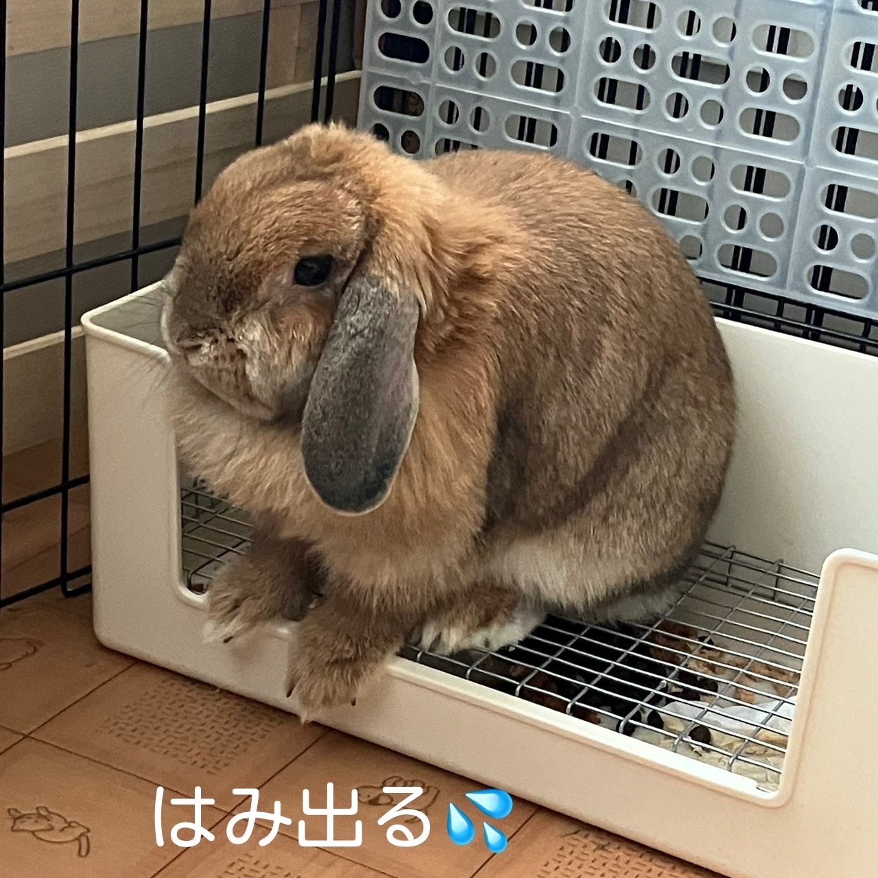 楽天市場】三晃商会 ラビット・フィットパン L うさぎ フェレット用