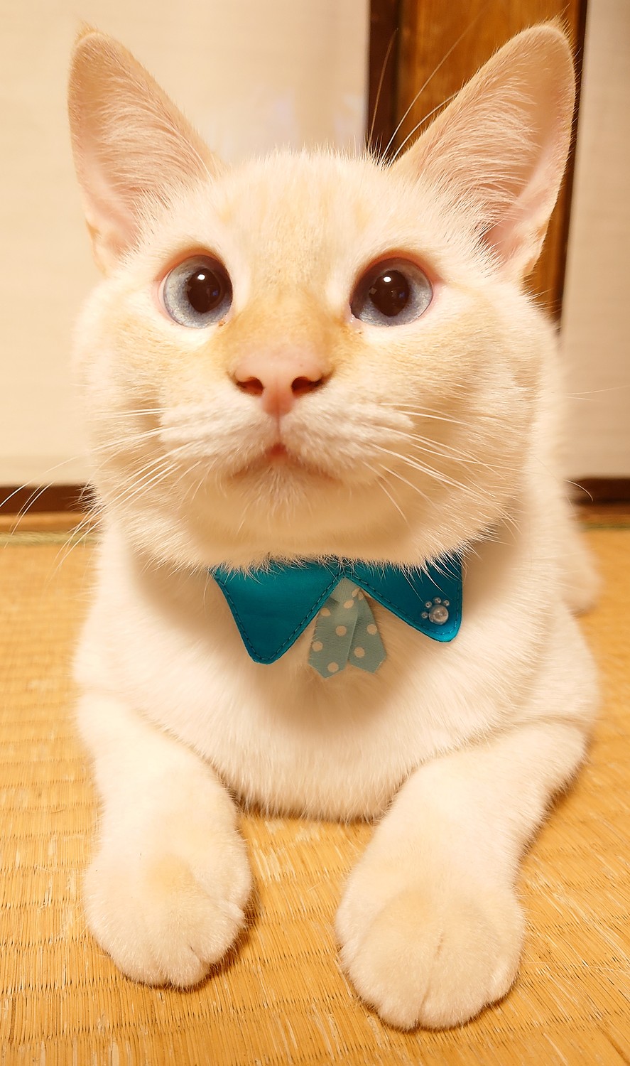 ちょこタイ猫首輪 ハンサムスタイル肉球バージョン かわいい襟付き 猫用首輪(猫用品のゴロにゃん みんなのレビュー·口コミ