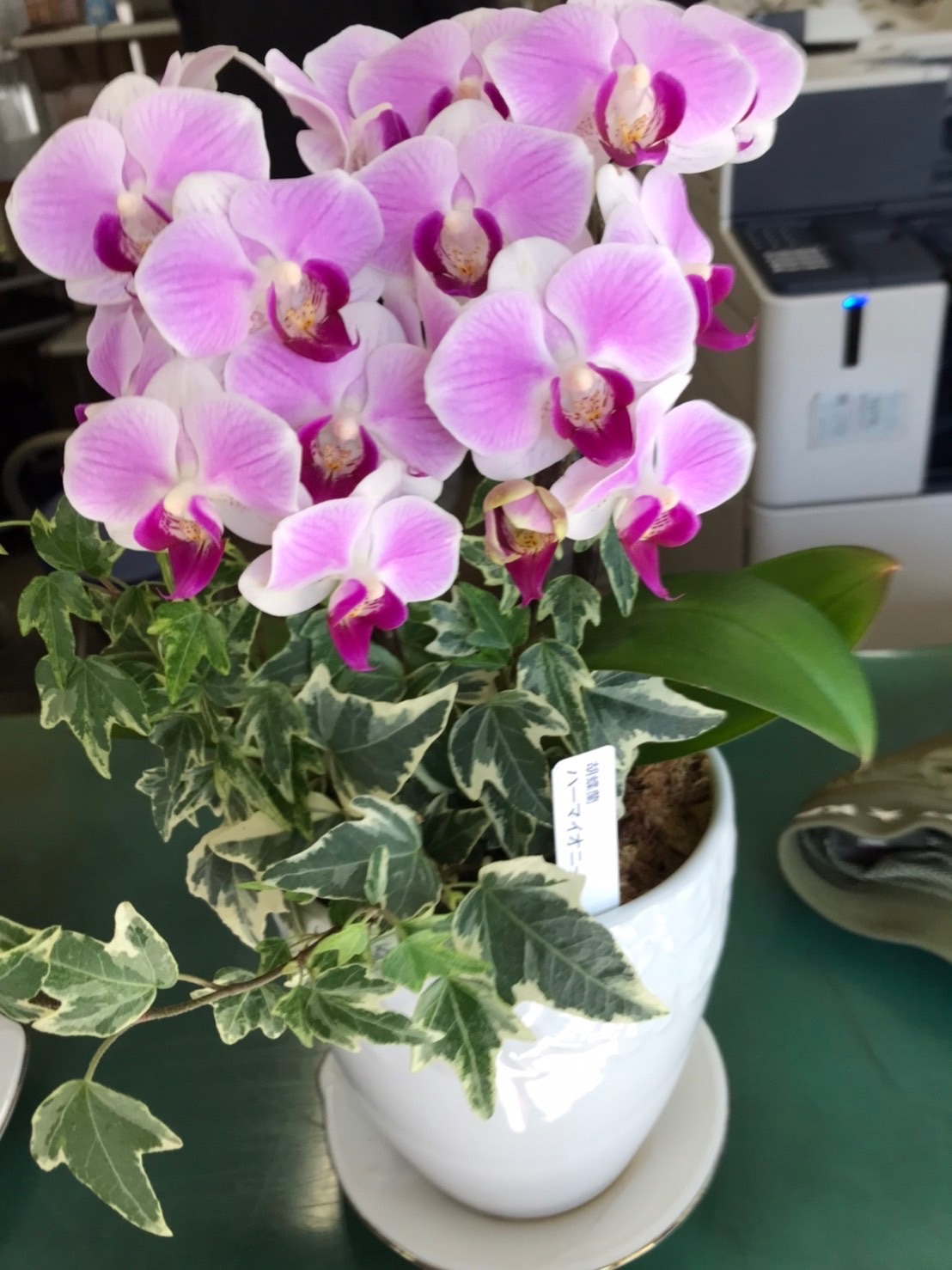 ２７日入荷分⭐️マザーチーク３株⭐️　3本立ち 27日入荷分蘭工房オリジナル品種⭐️マザーチーク3株⭐️3本