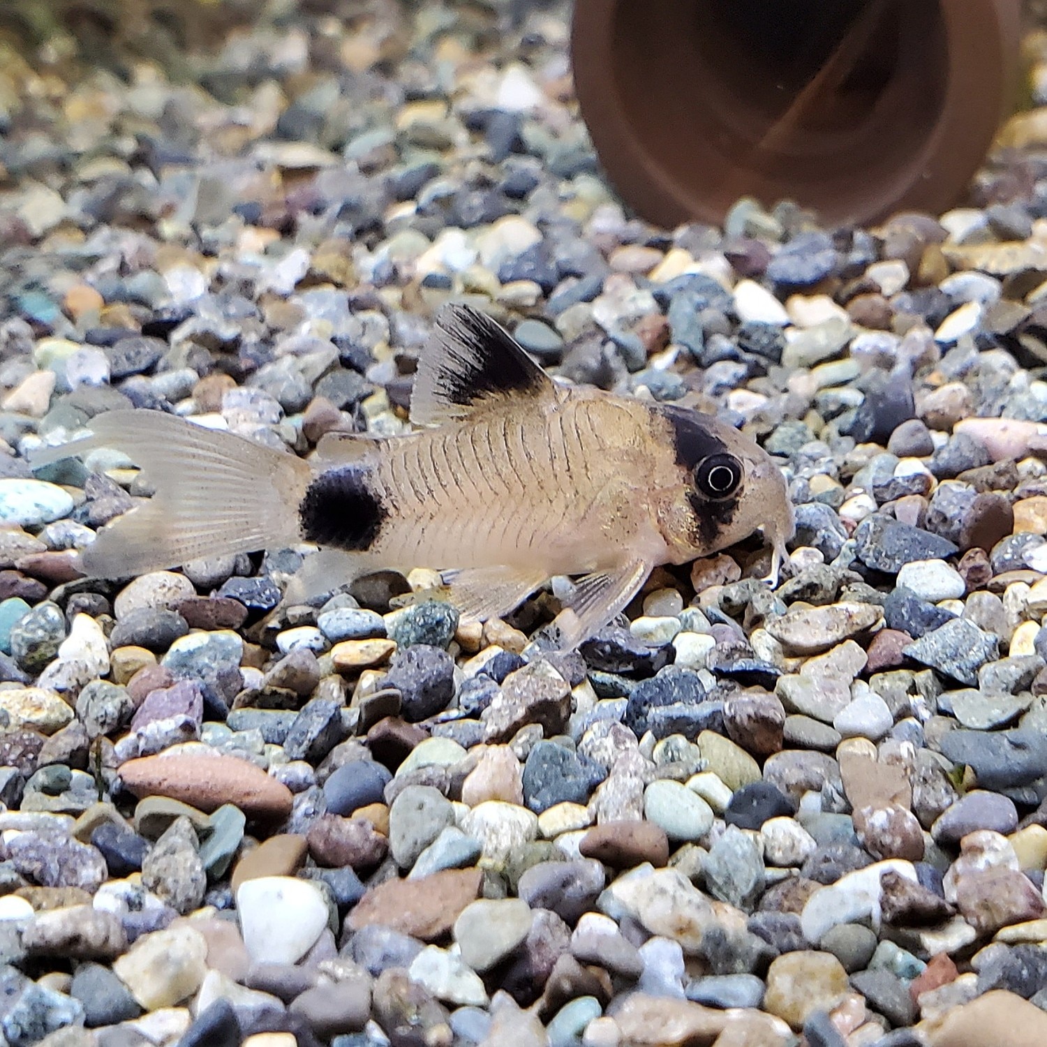楽天市場 熱帯魚 ビギナー向けおまかせコリドラス 3匹 北海道 九州 沖縄航空便要保温 Charm 楽天市場店 みんなのレビュー 口コミ